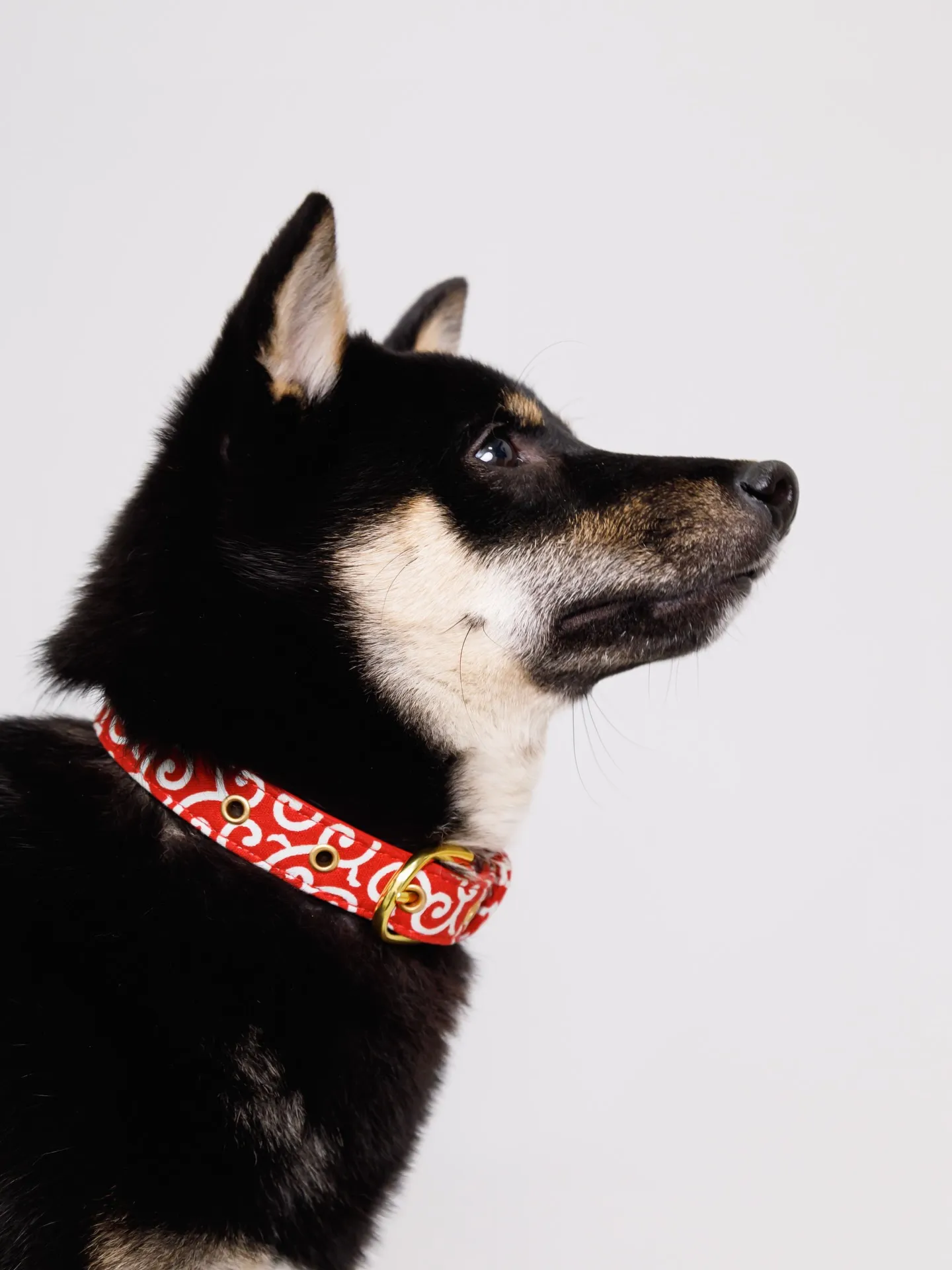 【Light-GRAY Backdrop Photoshoo...