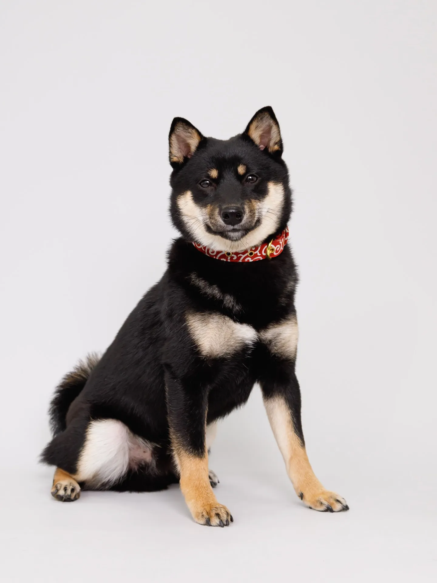 【Light-GRAY Backdrop Photoshoo...