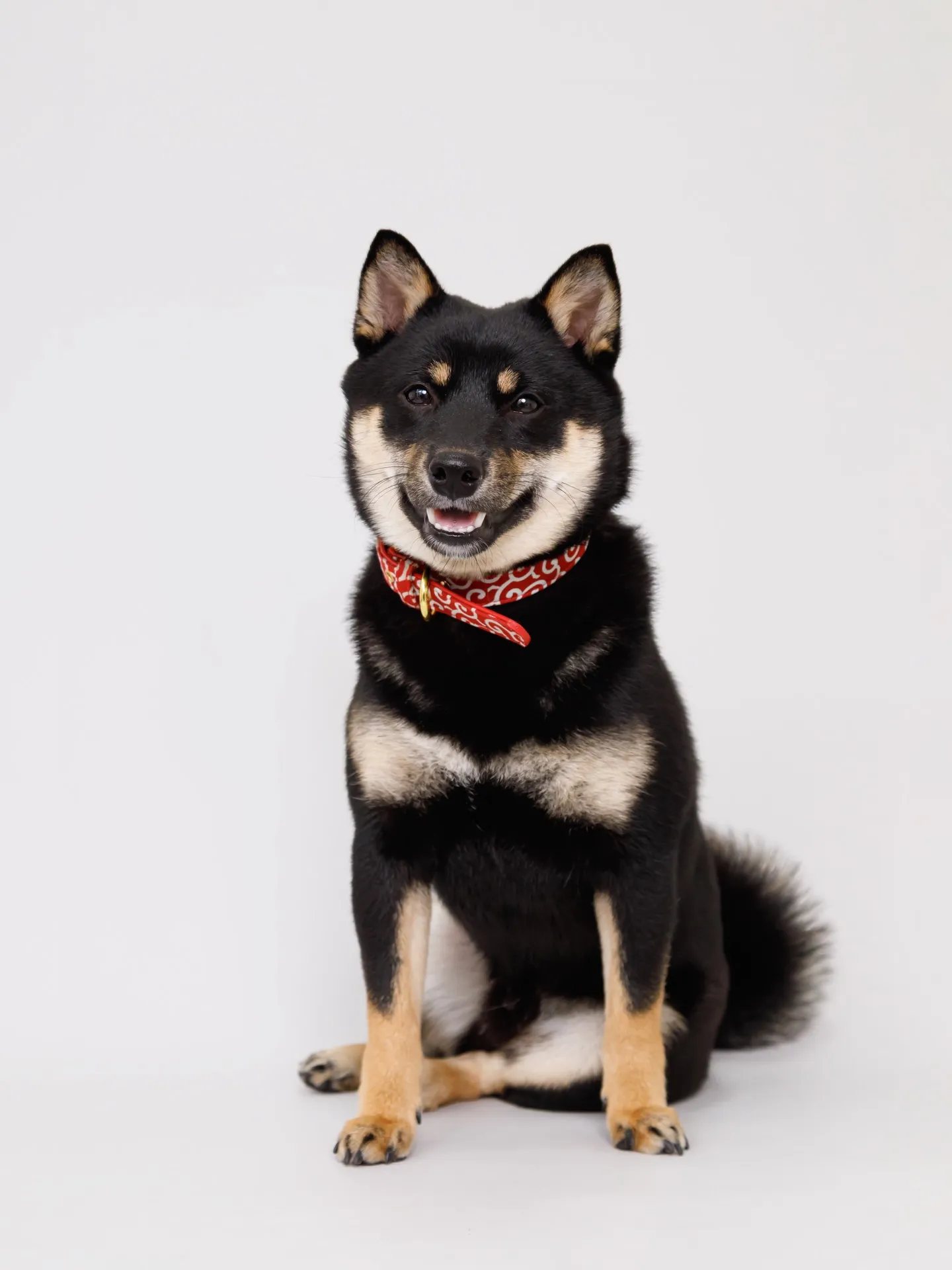 【Light-GRAY Backdrop Photoshoo...