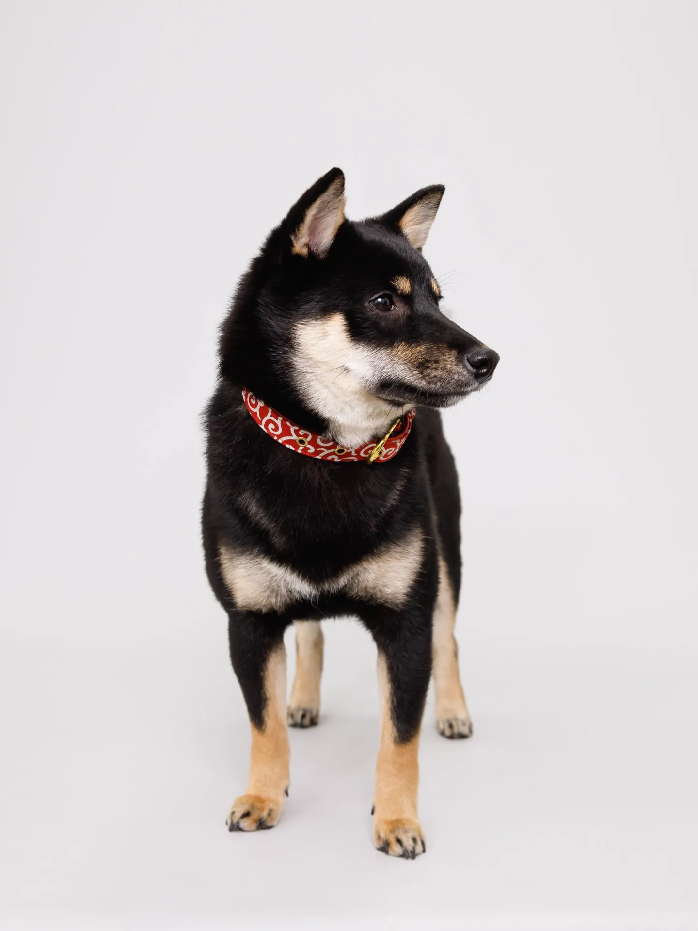 【Light-GRAY Backdrop Photoshoo...