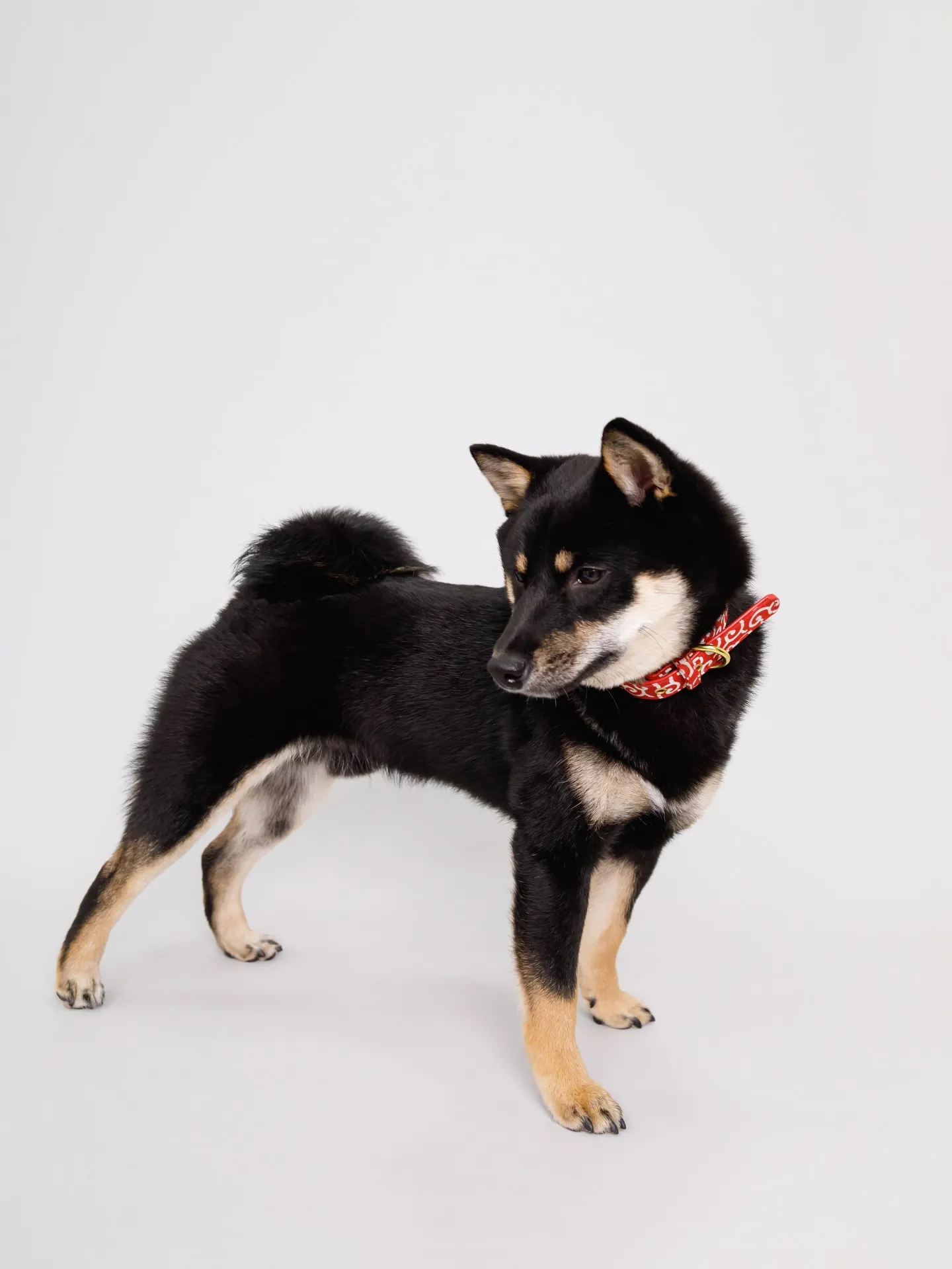 【Light-GRAY Backdrop Photoshoo...