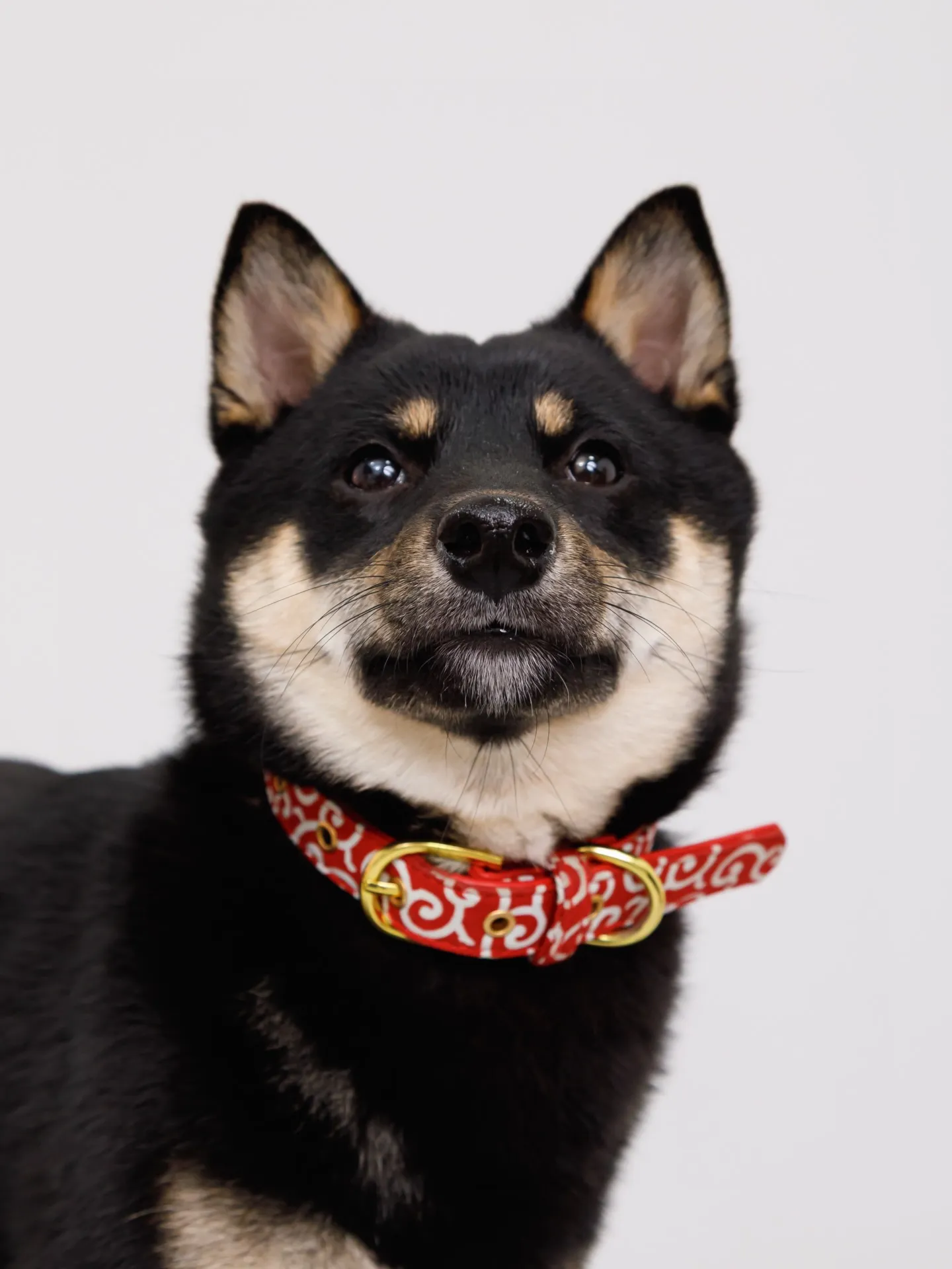 【Light-GRAY Backdrop Photoshoo...