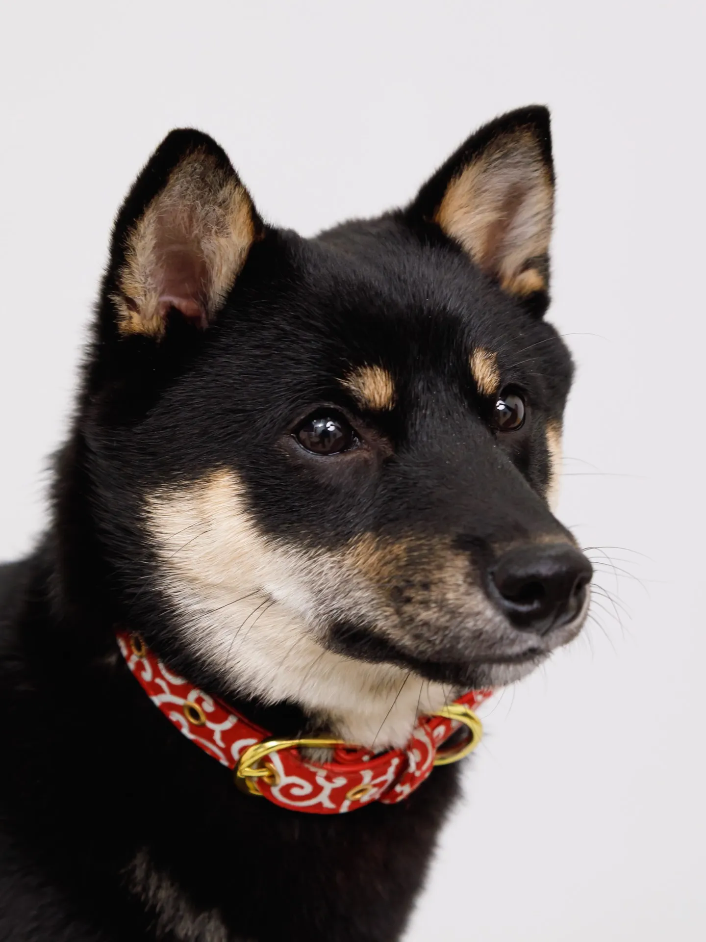 【Light-GRAY Backdrop Photoshoo...