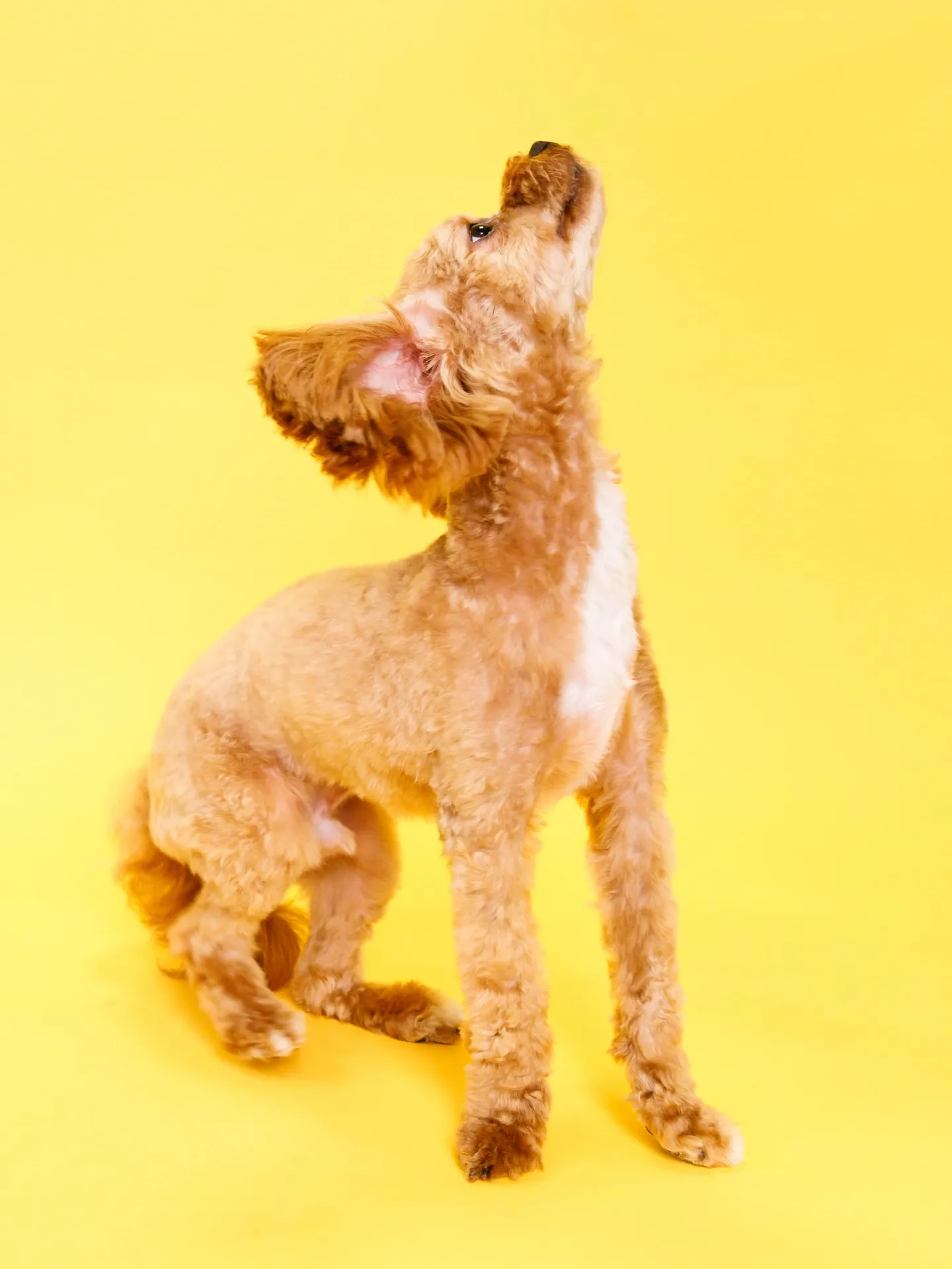 【YELLOW🌼Backprop Photoshoot】