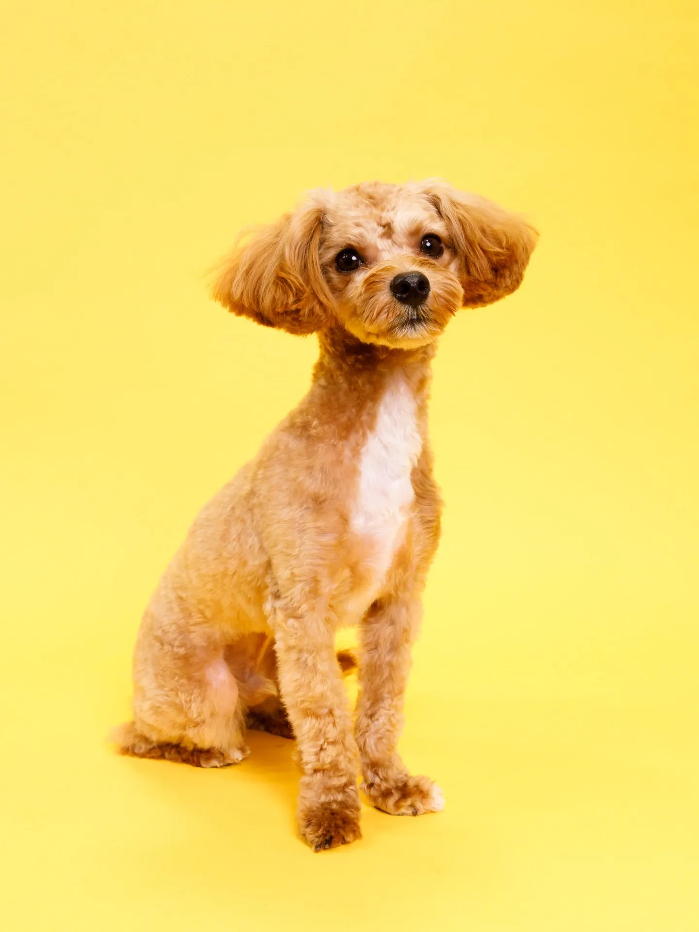 【YELLOW🌼Backprop Photoshoot】