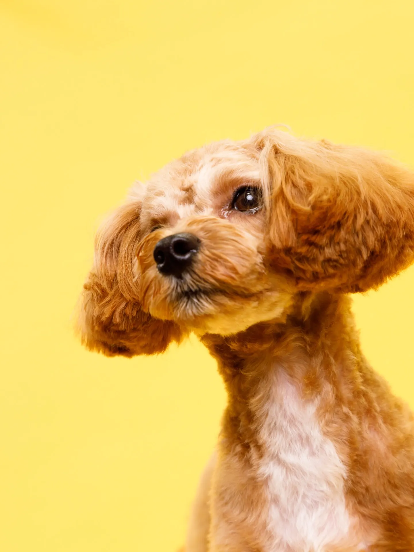 【YELLOW🌼Backprop Photoshoot】