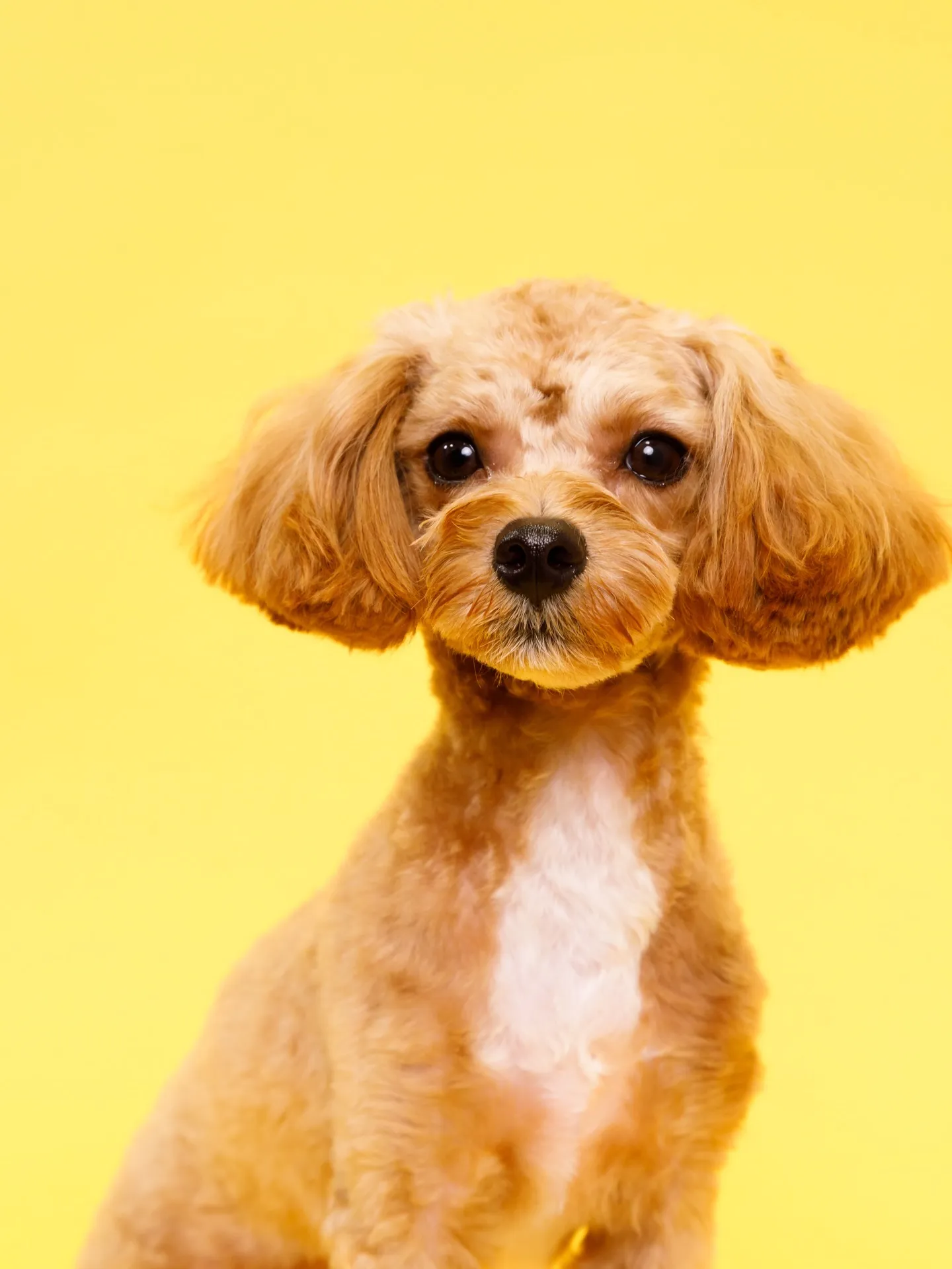 【YELLOW🌼Backprop Photoshoot】