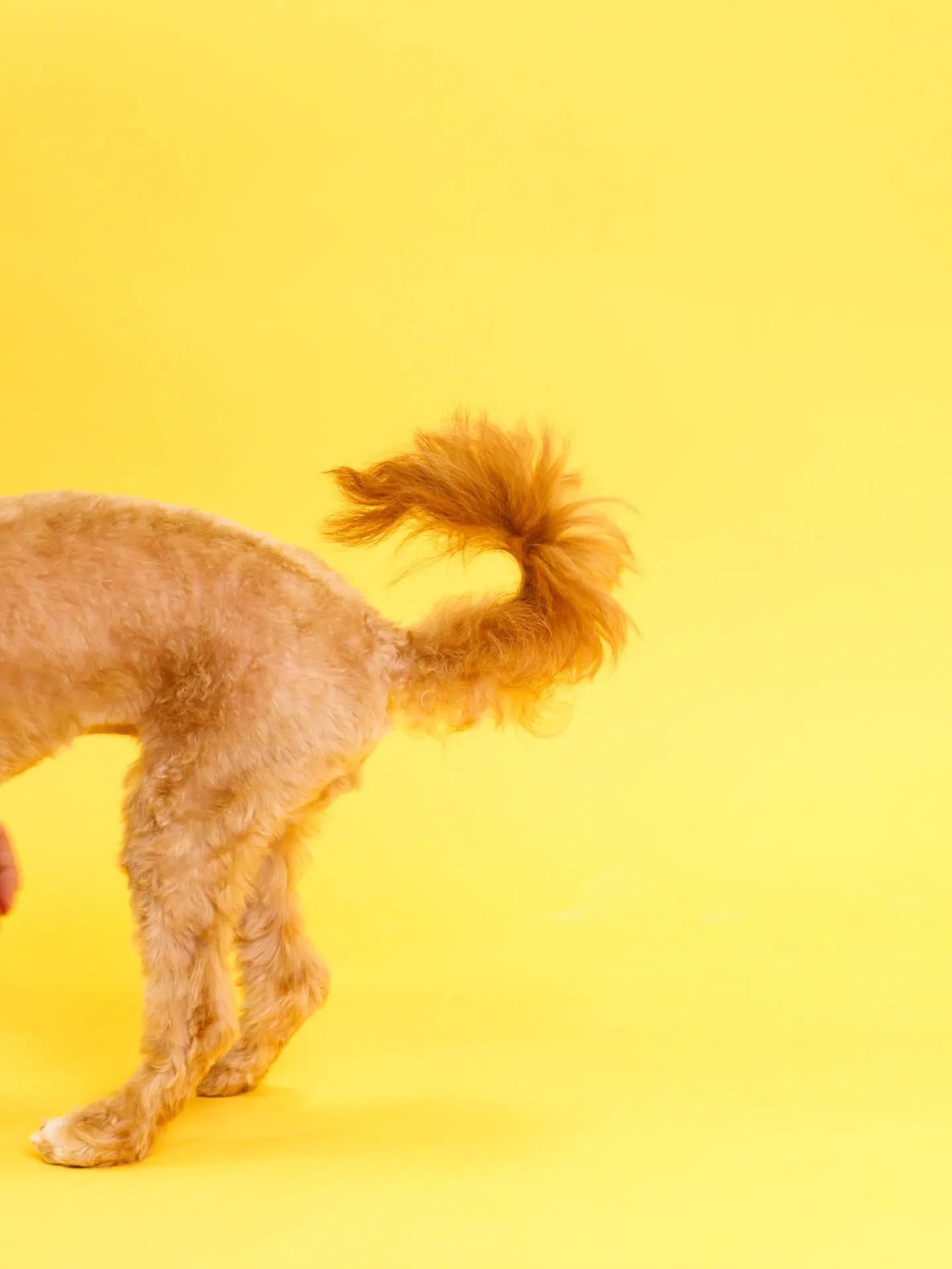 【YELLOW🌼Backprop Photoshoot】