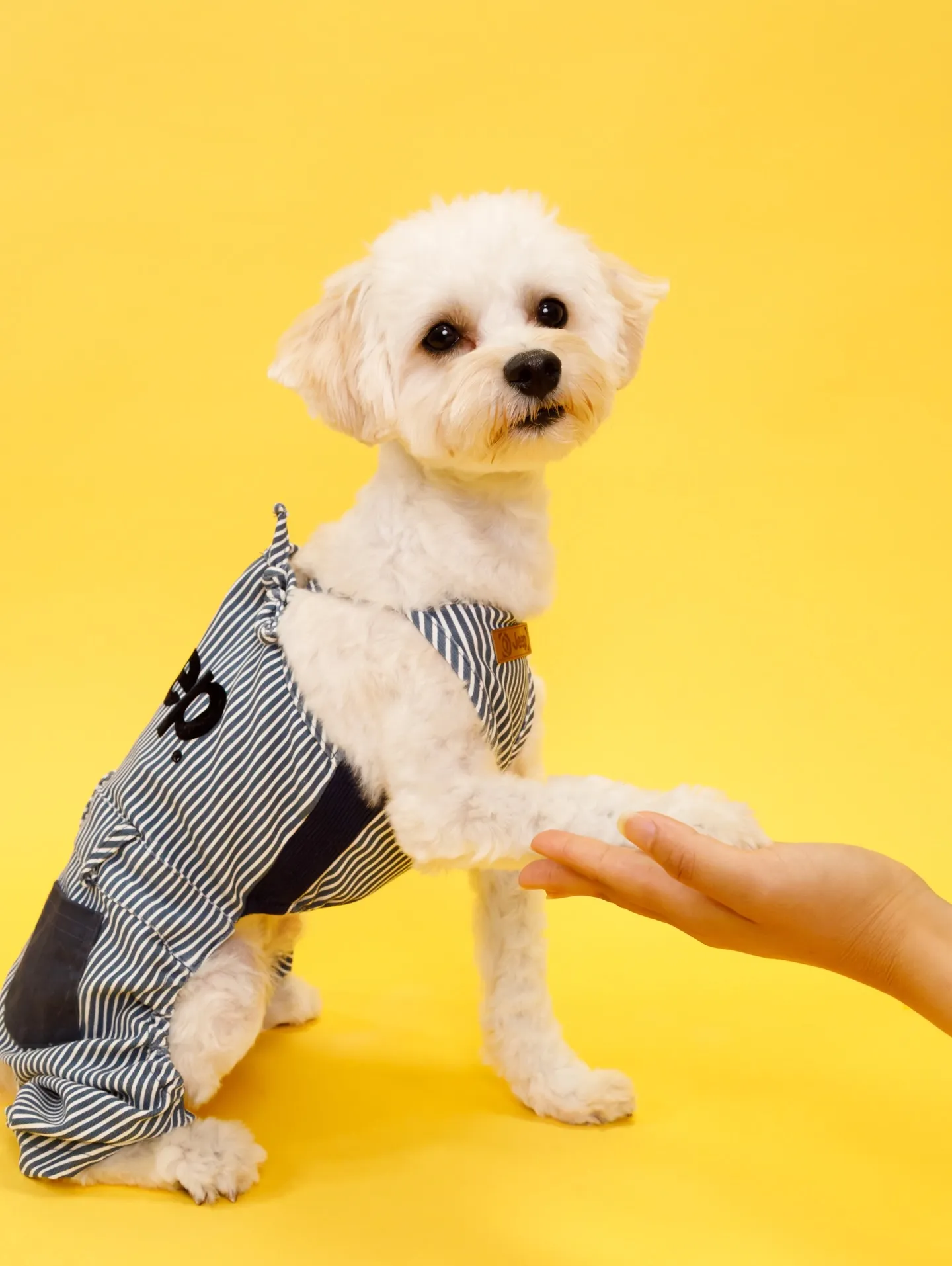 【YELLOW Backdrop Photoshoot】