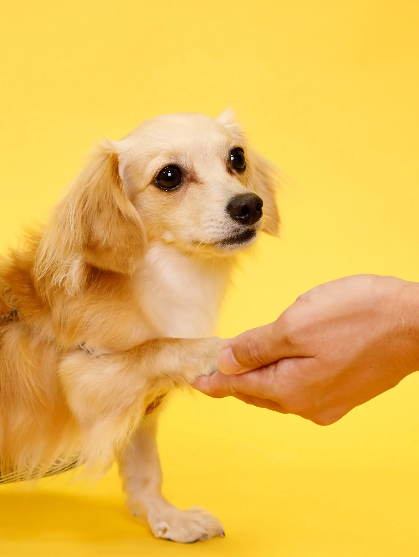 【YELLOW Backdrop Photoshoot】