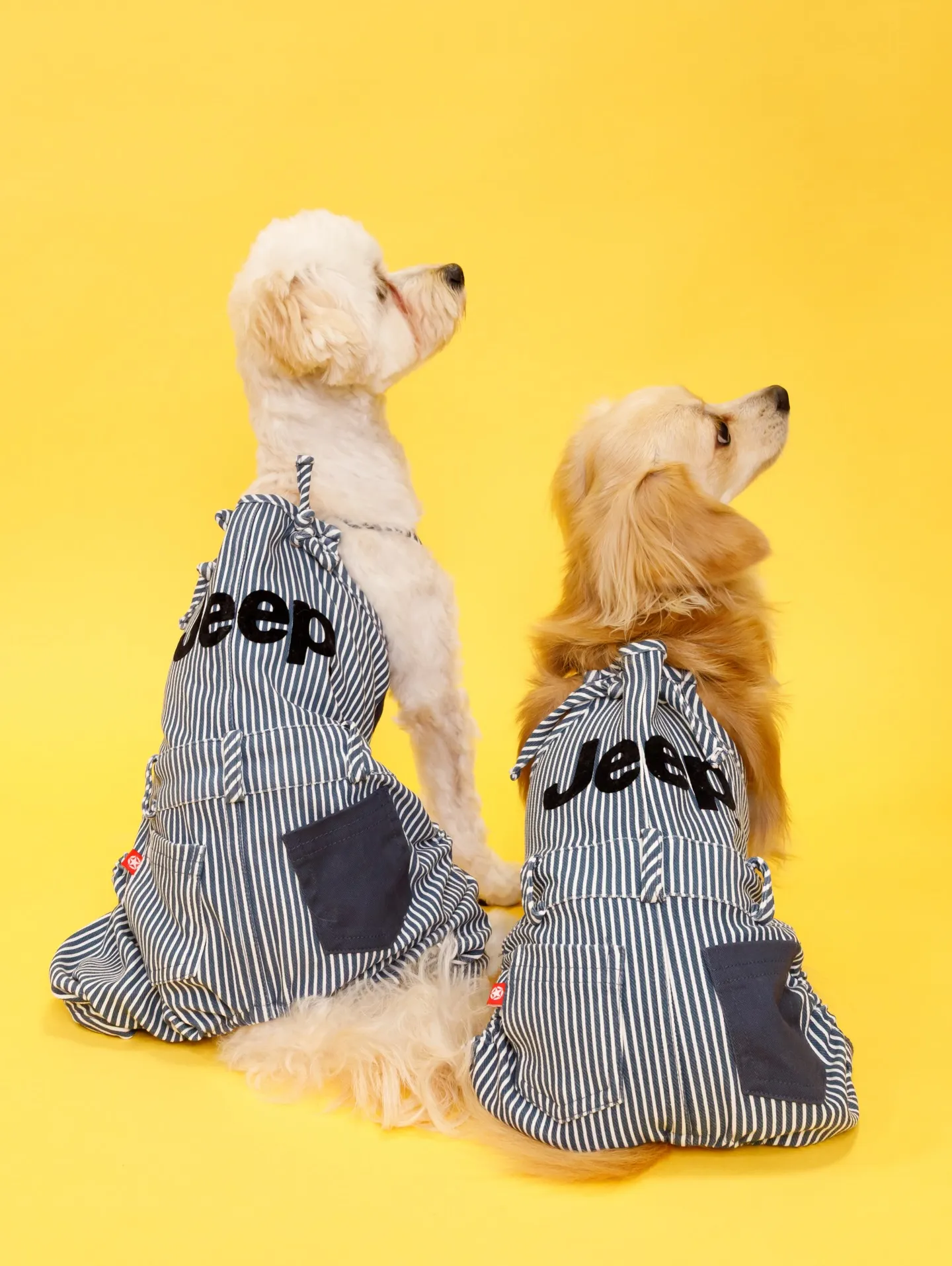 【YELLOW Backdrop Photoshoot】