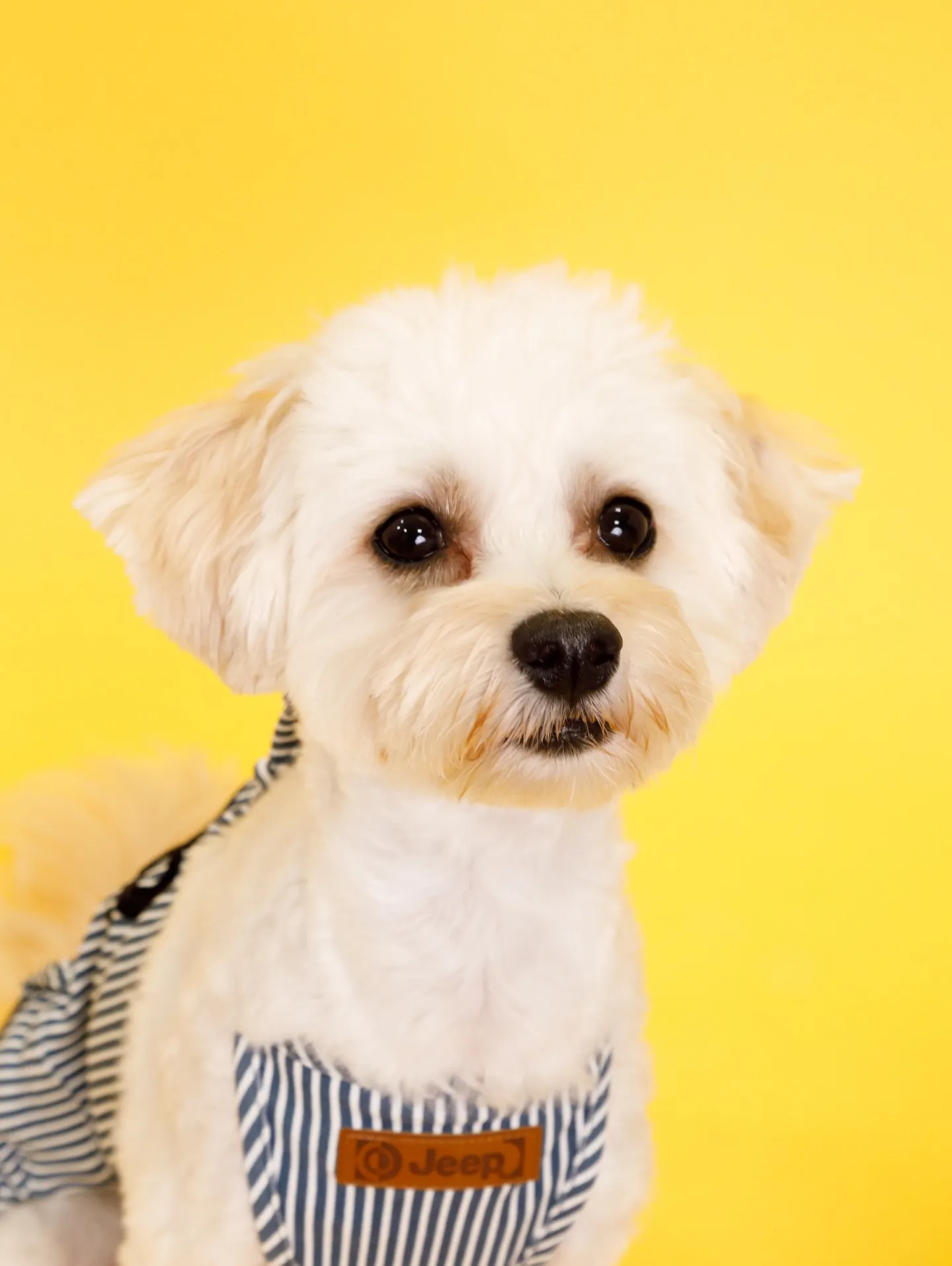 【YELLOW Backdrop Photoshoot】