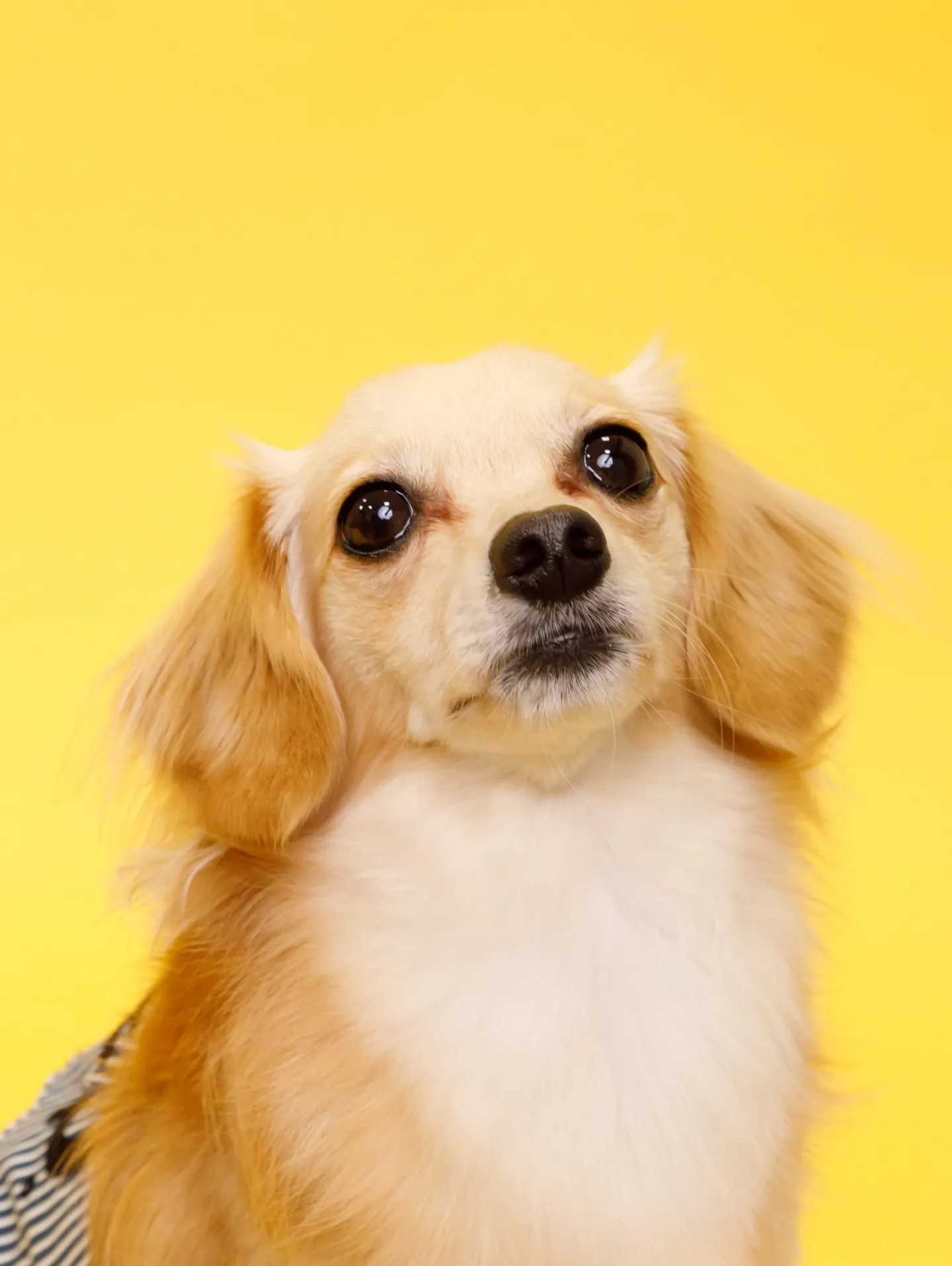 【YELLOW Backdrop Photoshoot】