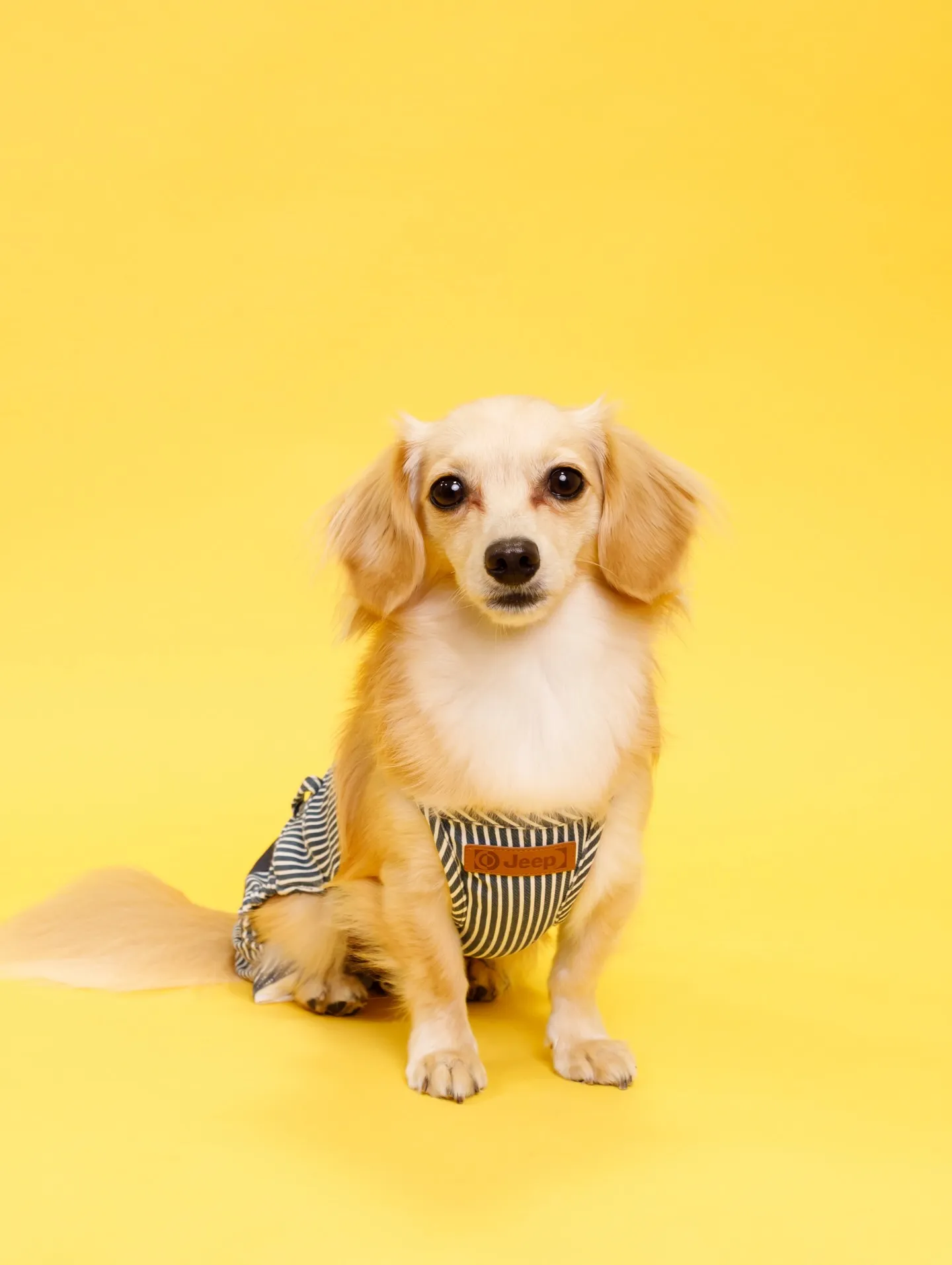 【YELLOW Backdrop Photoshoot】