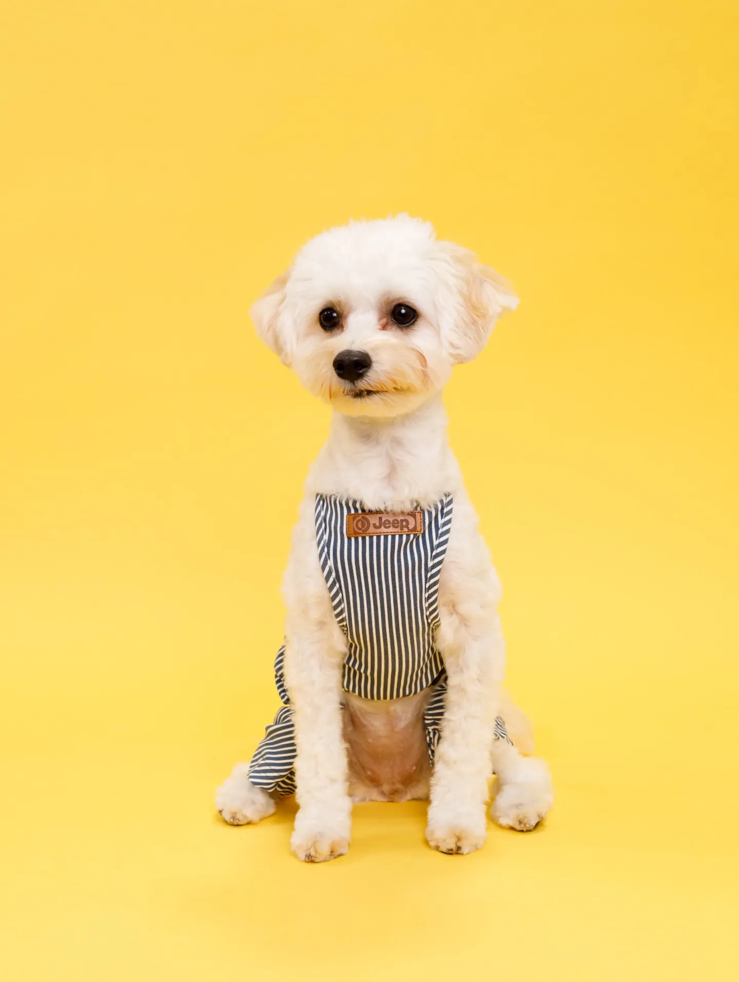 【YELLOW Backdrop Photoshoot】