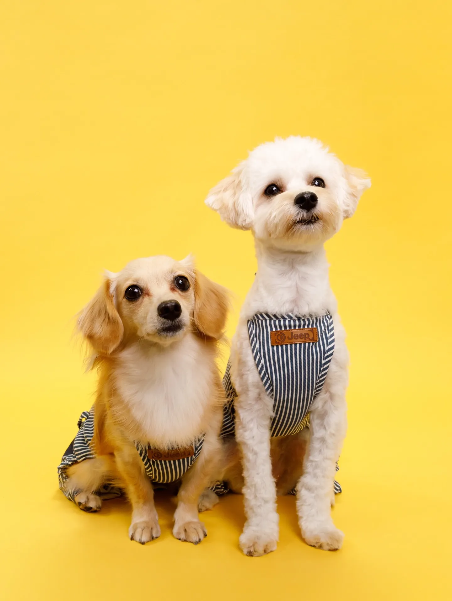 【YELLOW Backdrop Photoshoot】