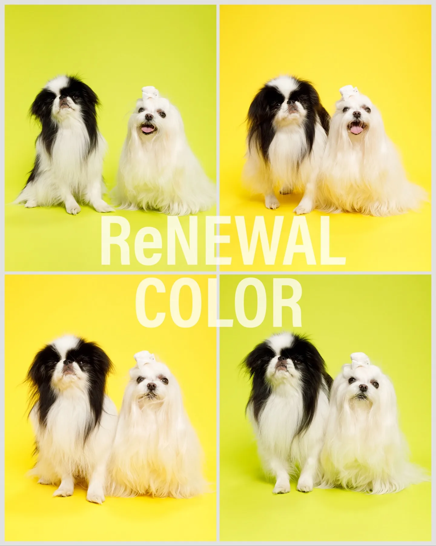 カラー背景リニューアルのお知らせ✨