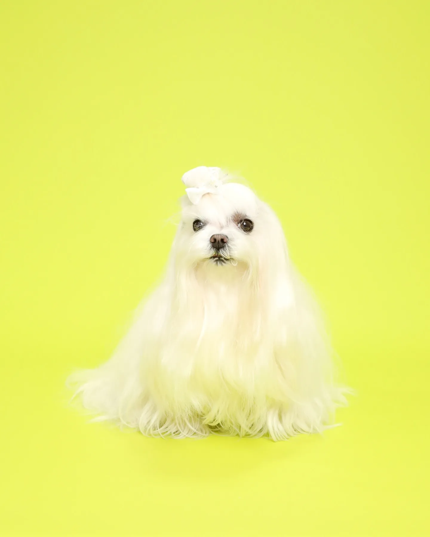 カラー背景リニューアルのお知らせ✨