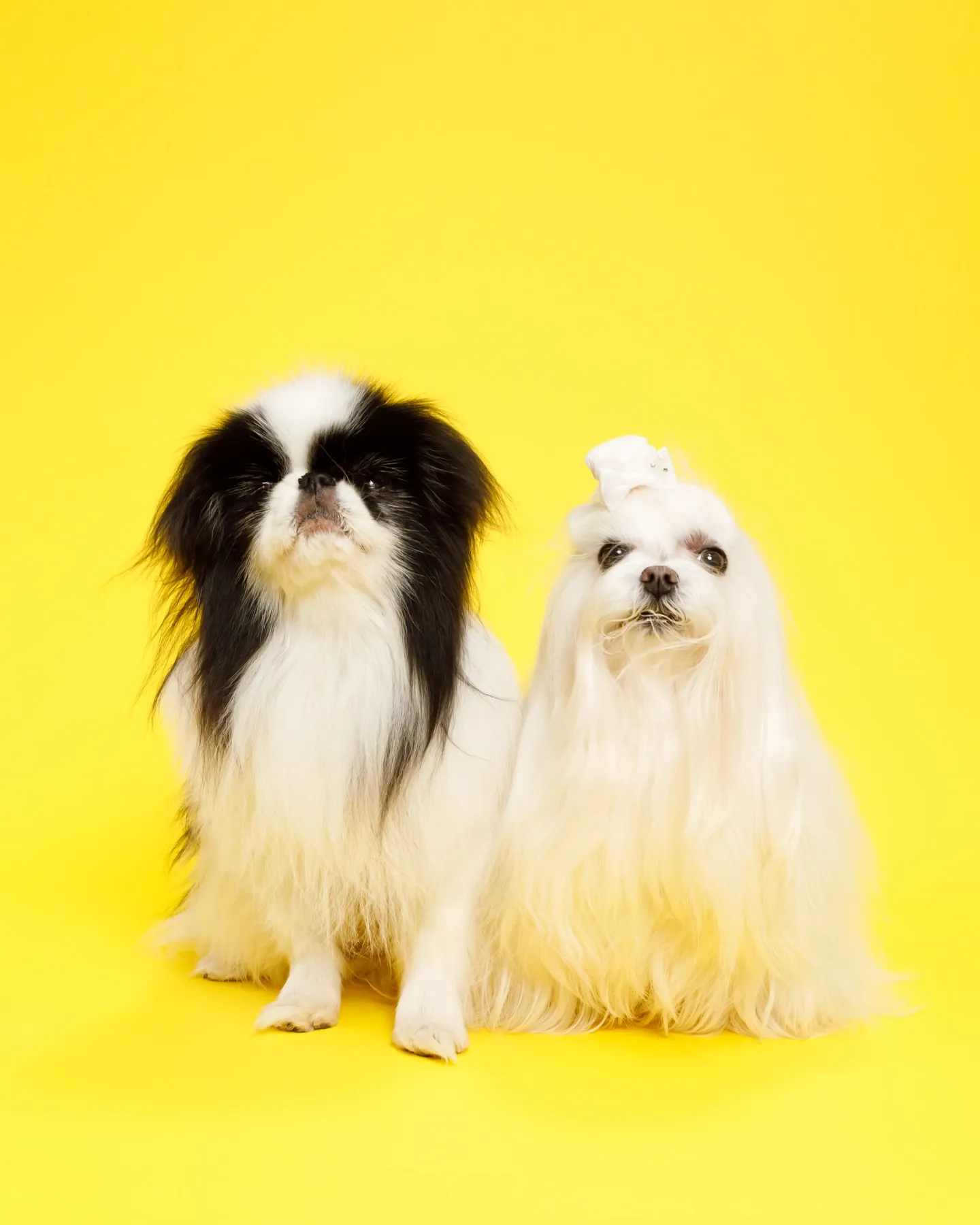 カラー背景リニューアルのお知らせ✨