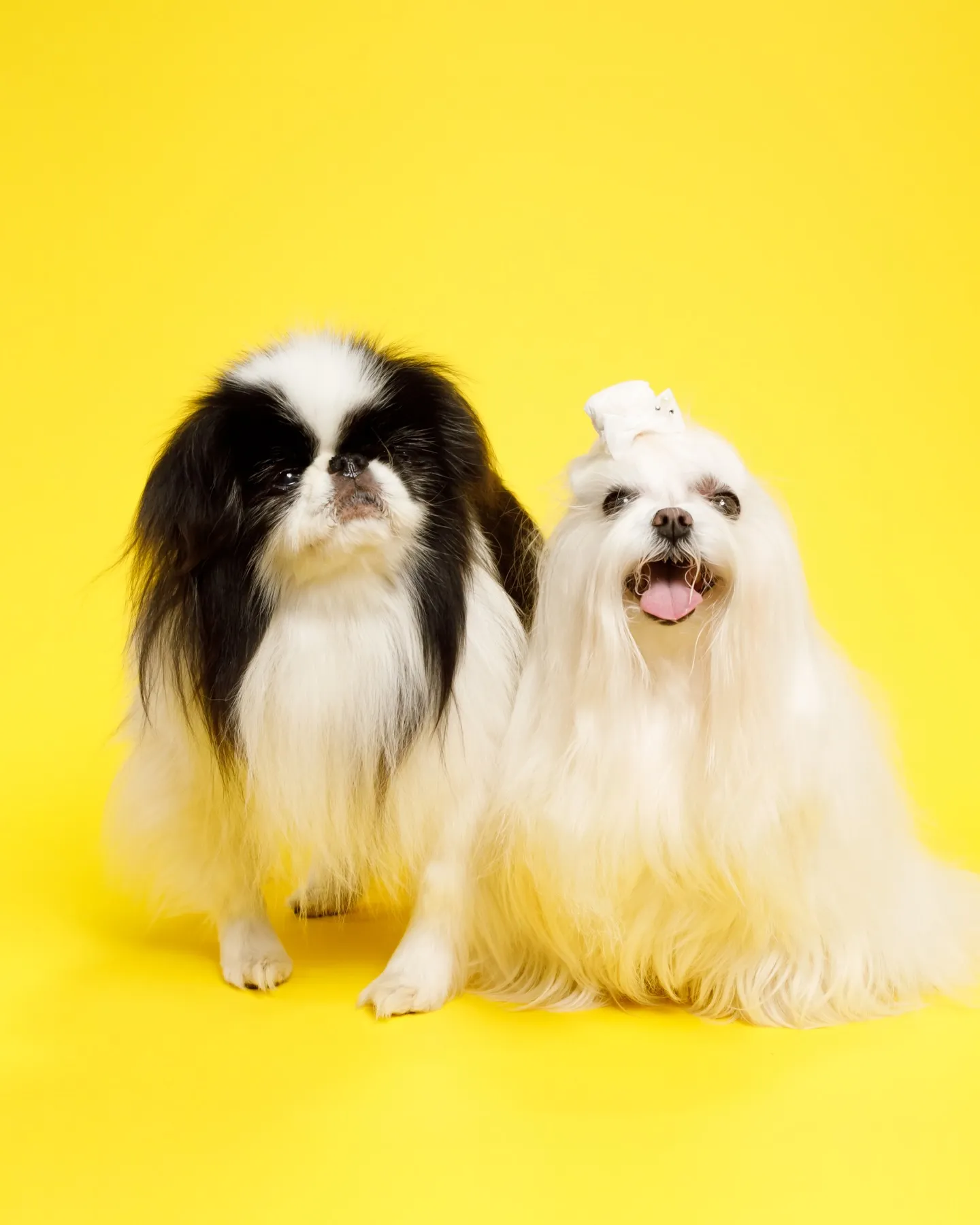 カラー背景リニューアルのお知らせ✨