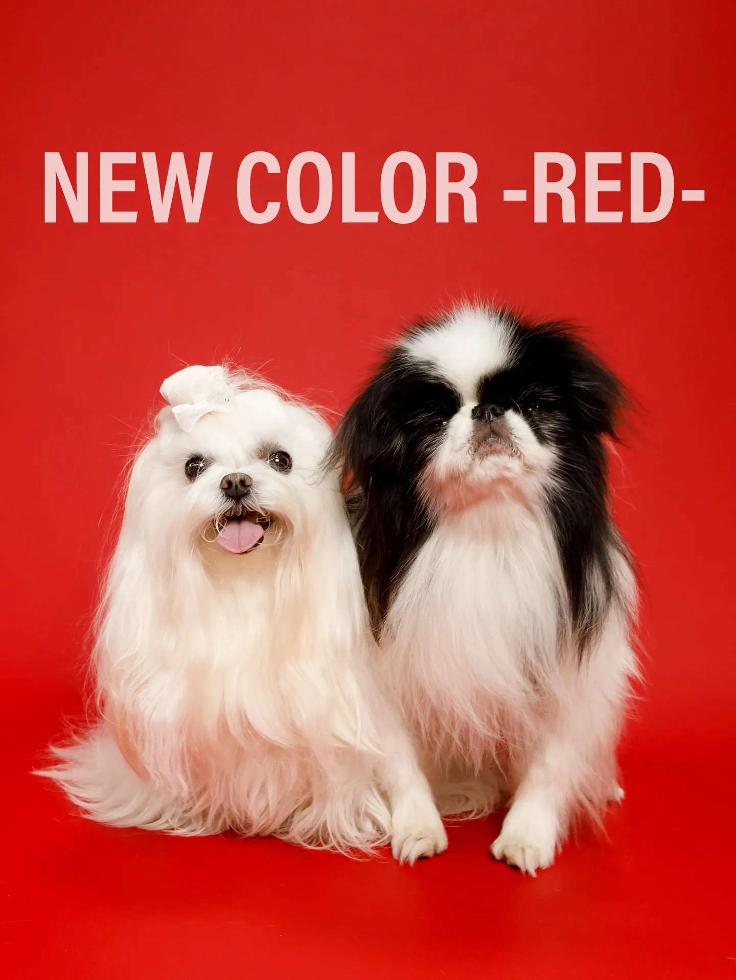 カラー背景リニューカラーのお知らせ✨