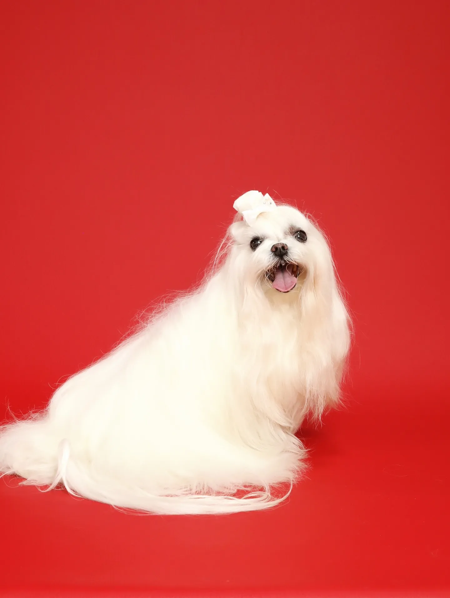 カラー背景リニューカラーのお知らせ✨