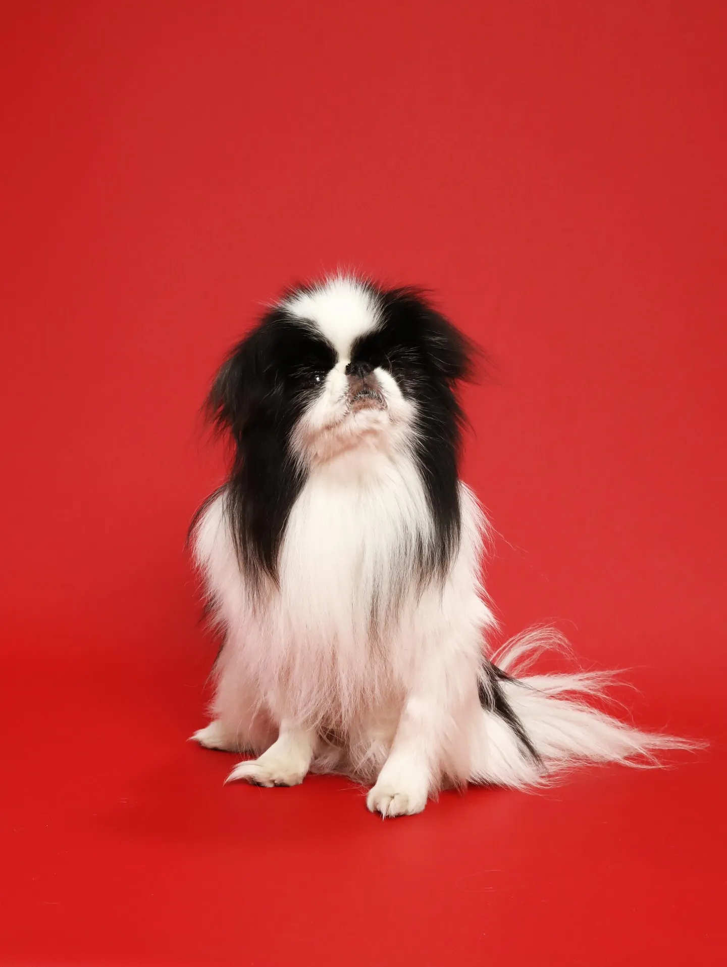 カラー背景リニューカラーのお知らせ✨