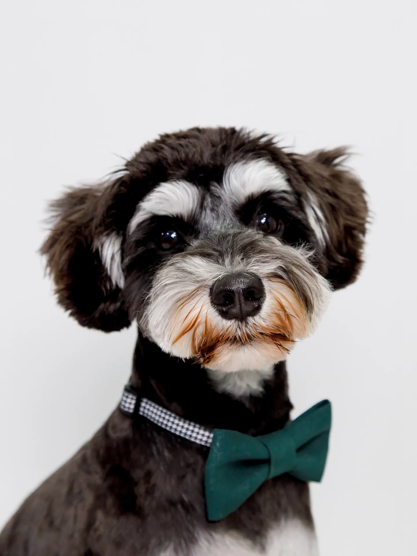 【Light-GRAY Backdrop photoshoo...