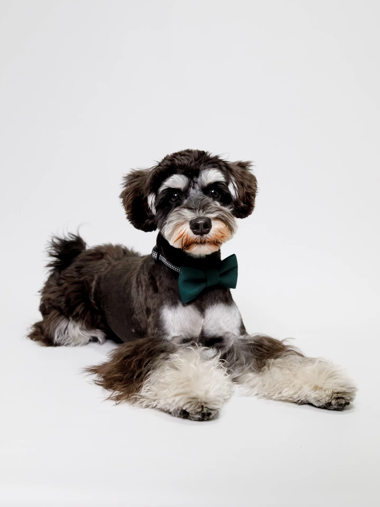 【Light-GRAY Backdrop photoshoo...