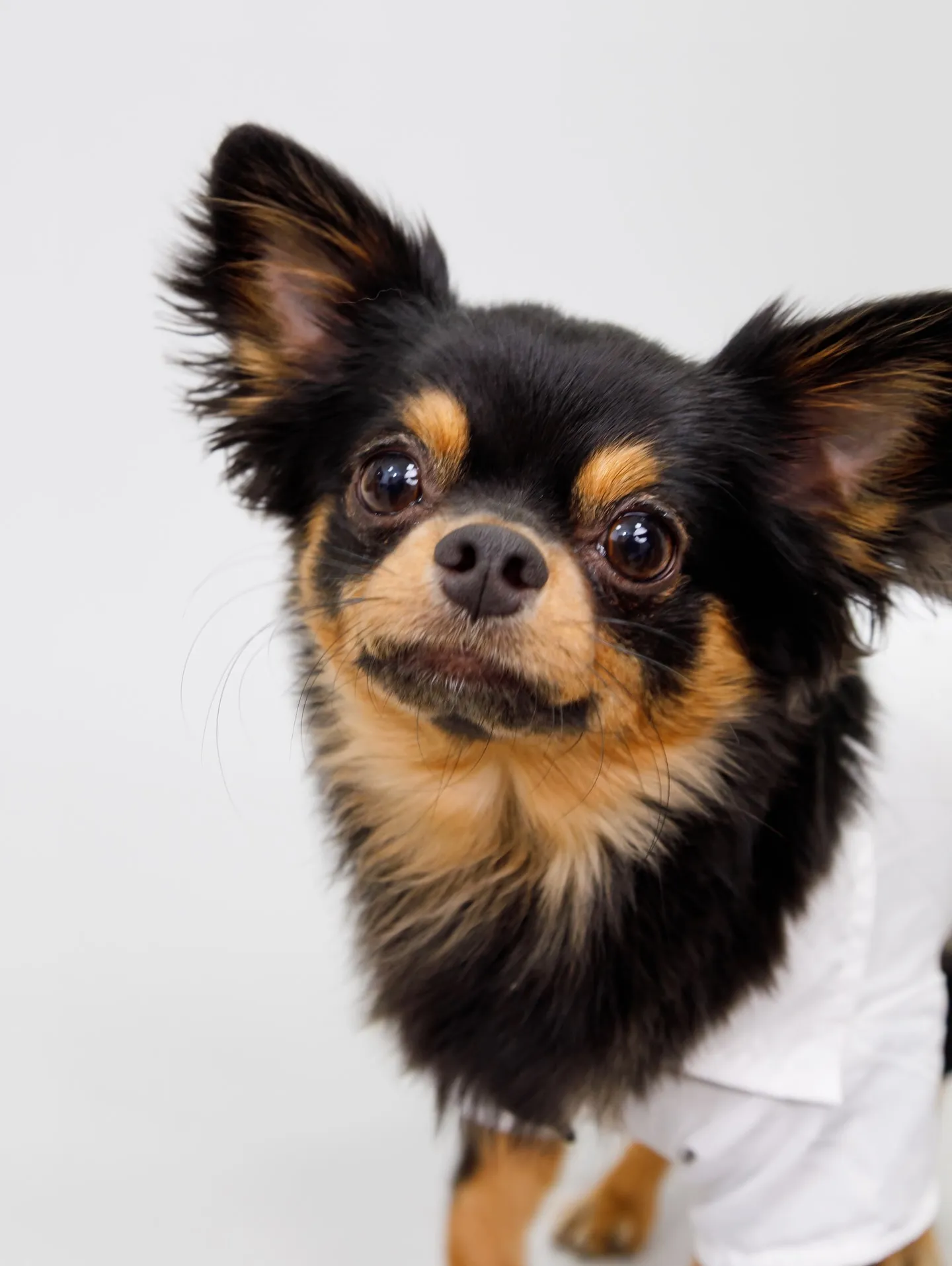 【Light-GRAY Backdrop photoshoo...