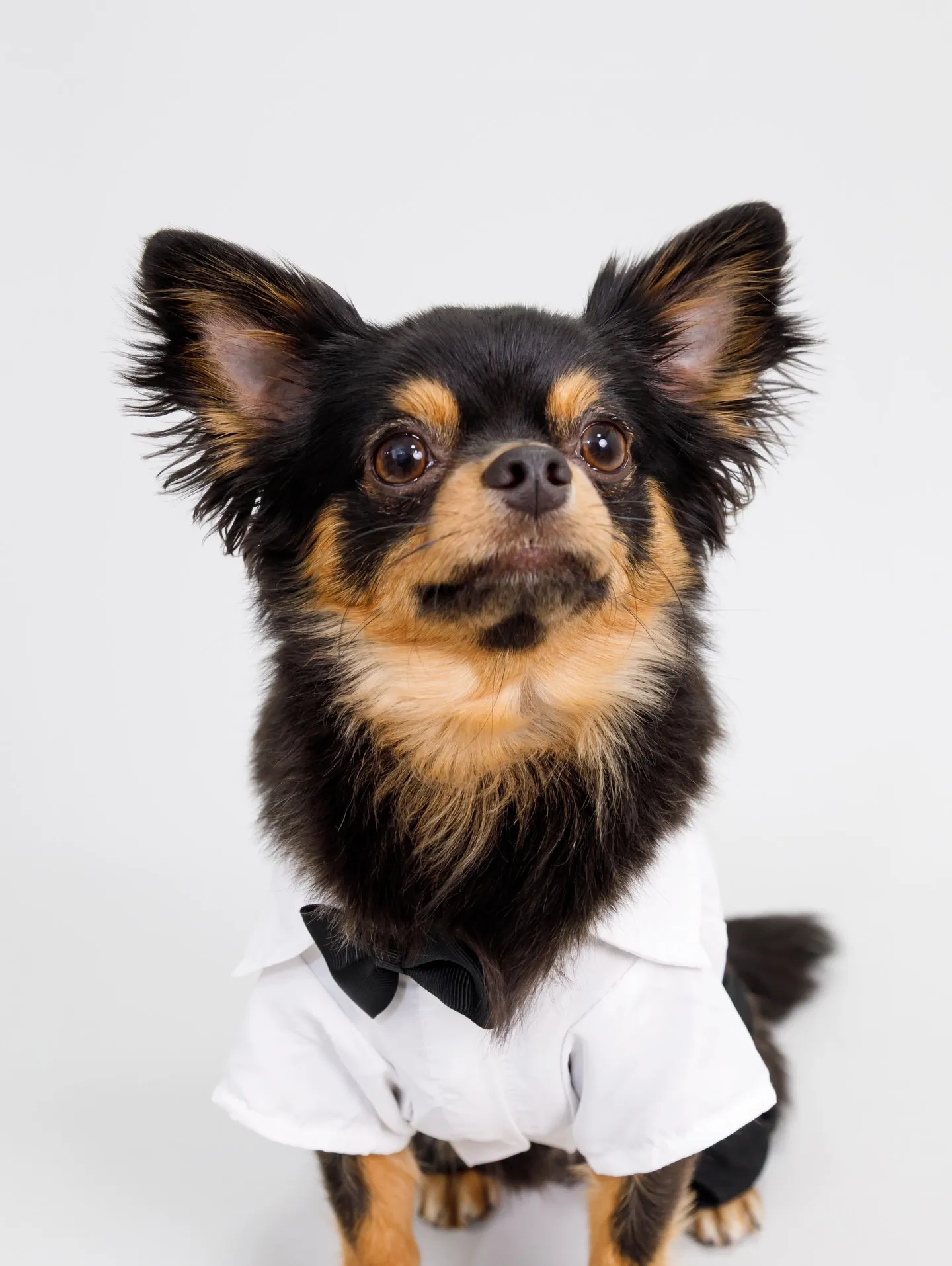 【Light-GRAY Backdrop photoshoo...