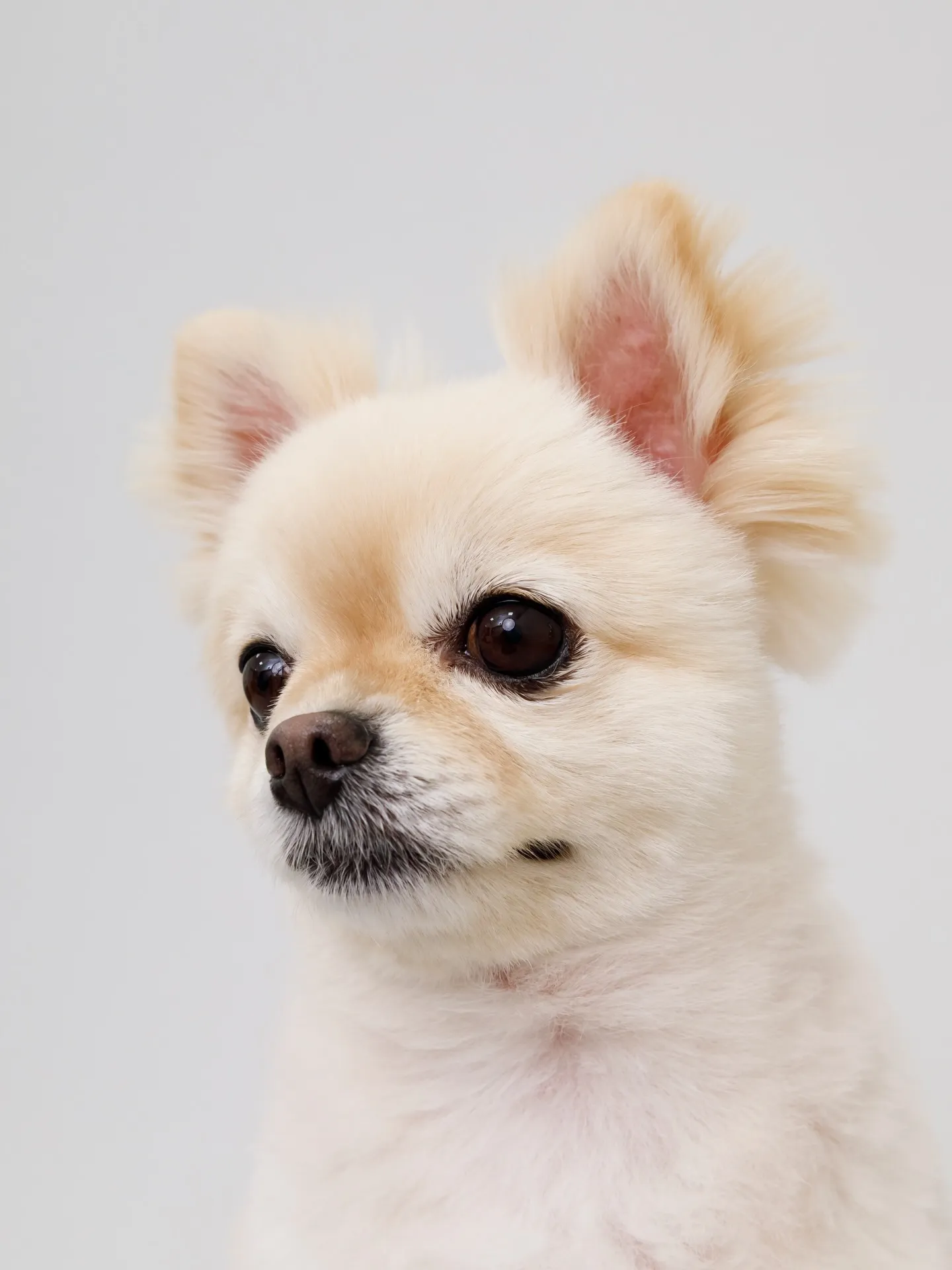 【Light-GRAY Backdrop photoshoo...