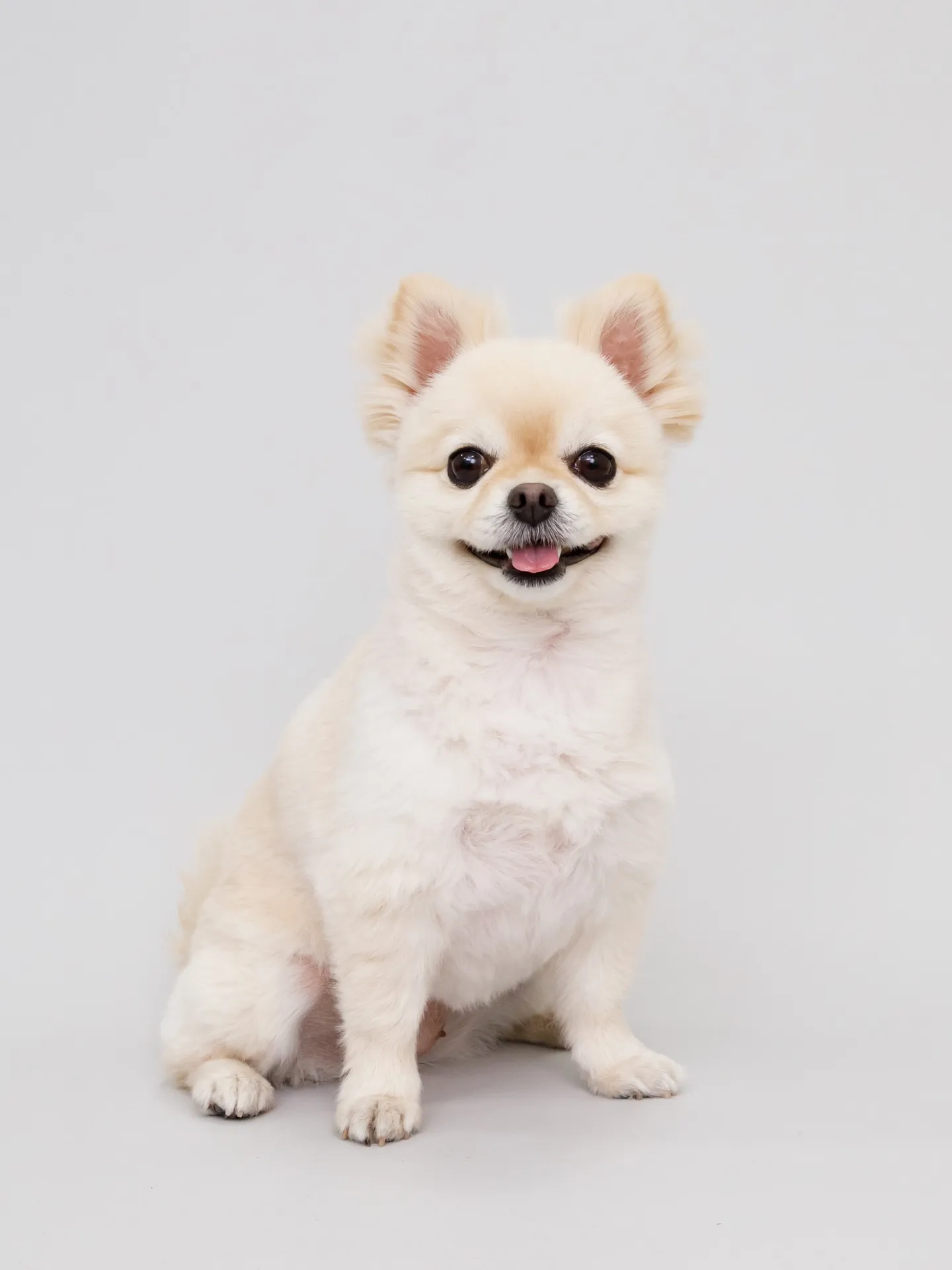 【Light-GRAY Backdrop photoshoo...