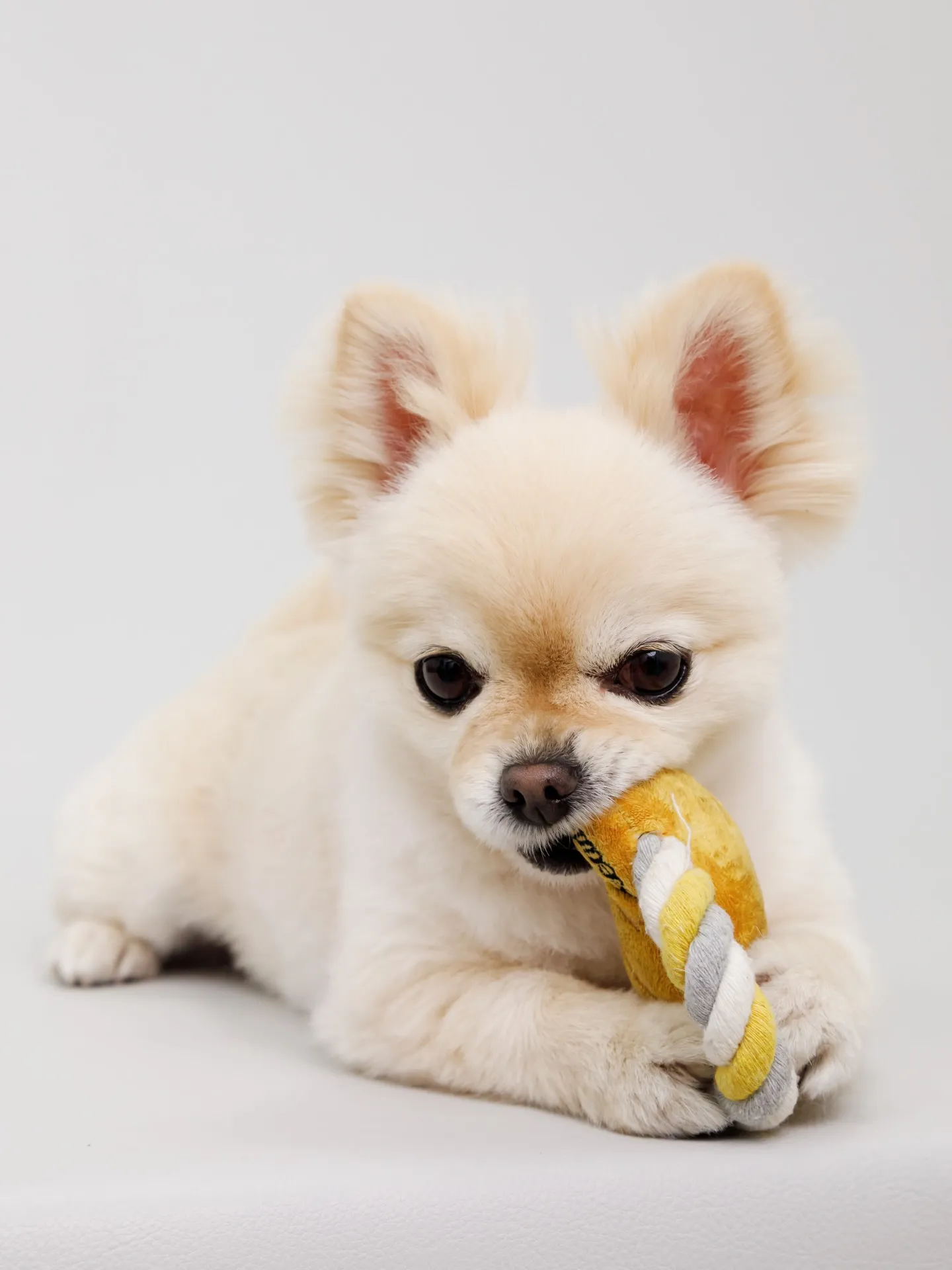 【Light-GRAY Backdrop photoshoo...