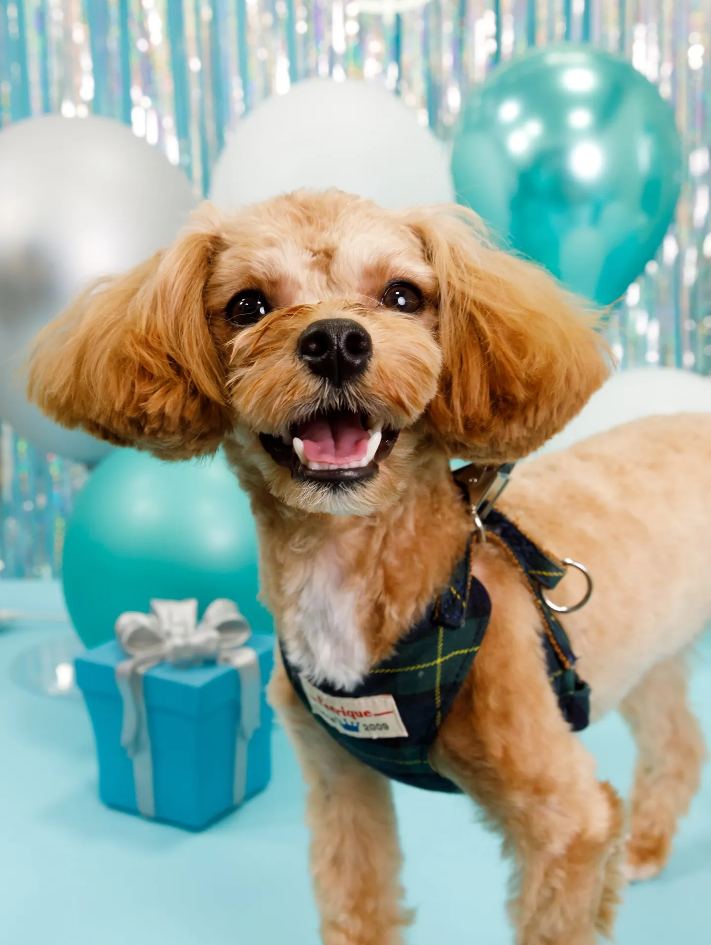 【Birthday Photobofth🗽-水色-】