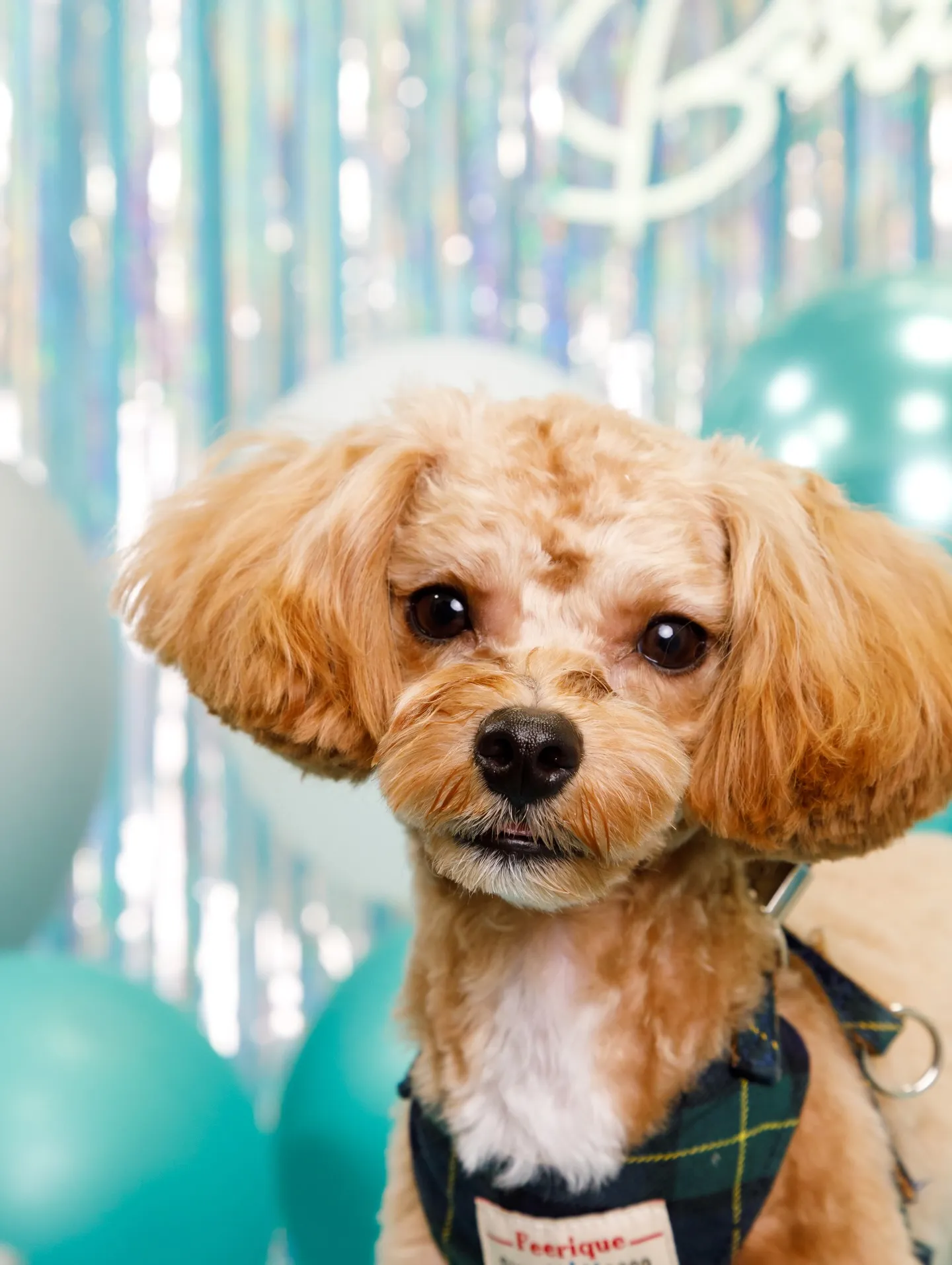 【Birthday Photobofth🗽-水色-】