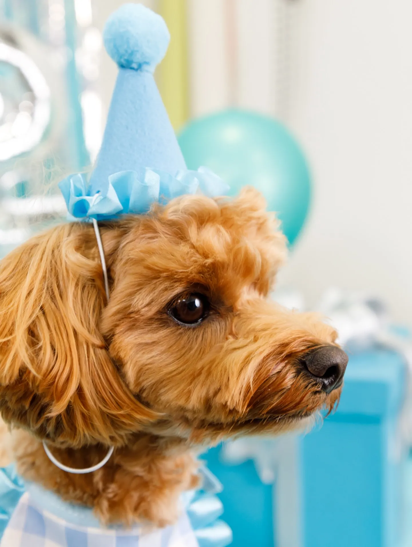 【Birthday Photobofth🗽-水色-】