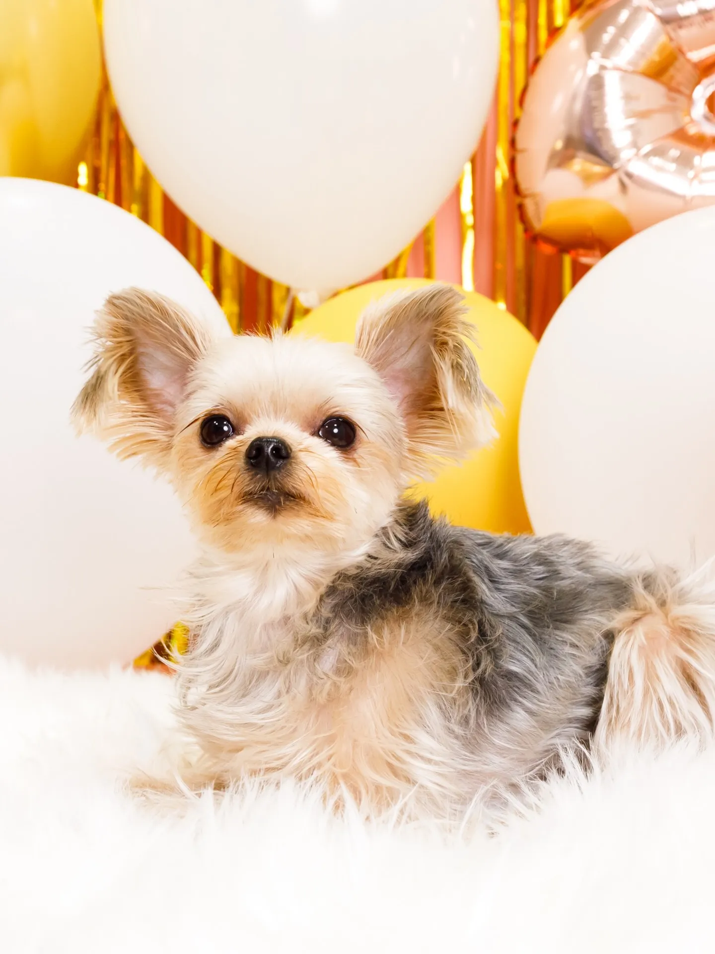 【Birthday Photobofth🌸-ピンク-】