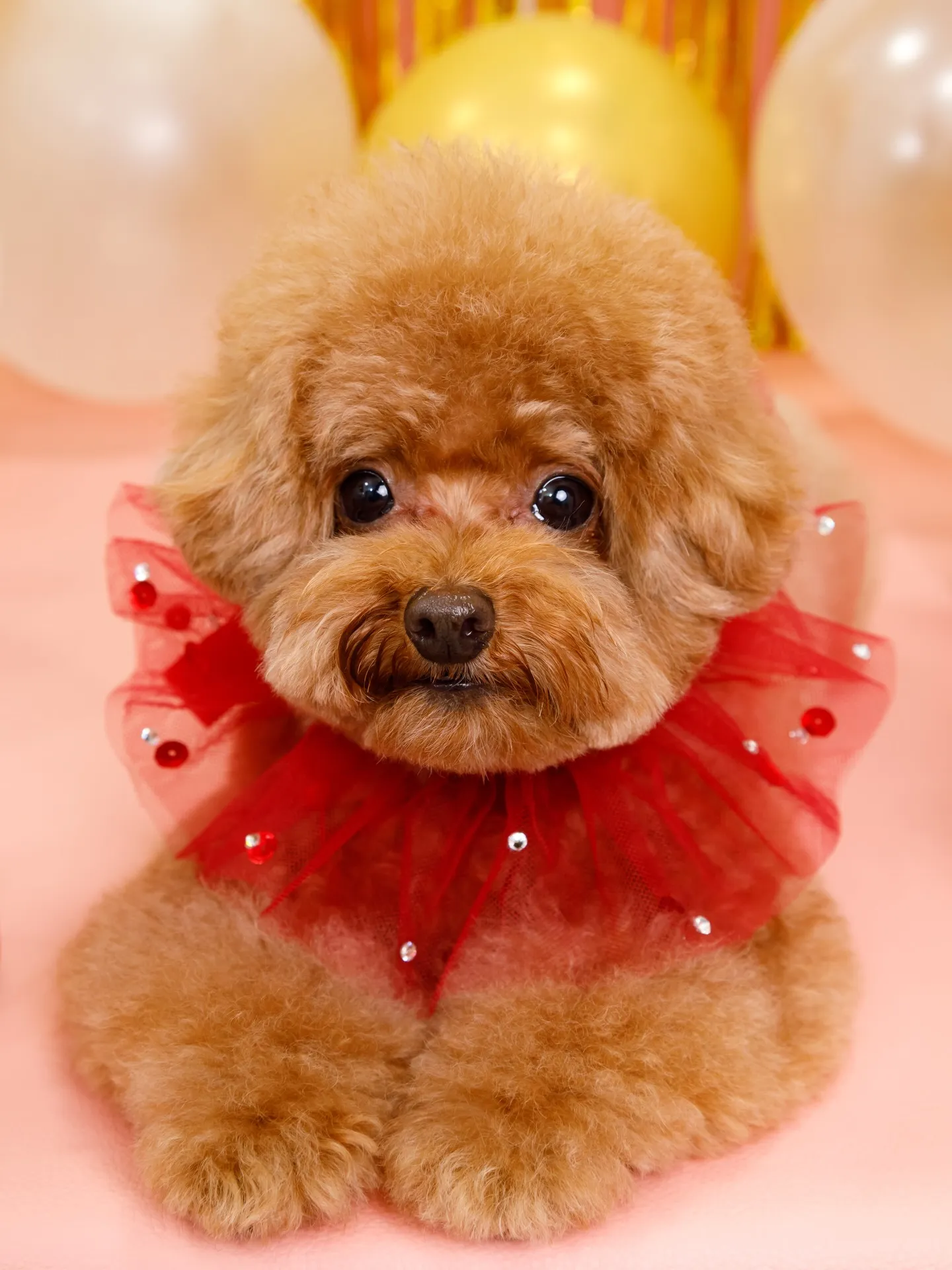 【Birthday Photobofth🌸-ピンク-】