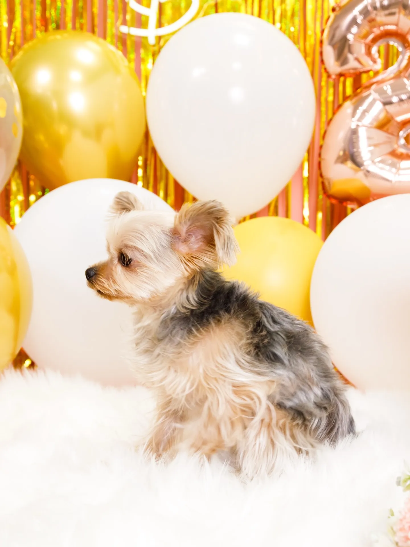 【Birthday Photobofth🌸-ピンク-】