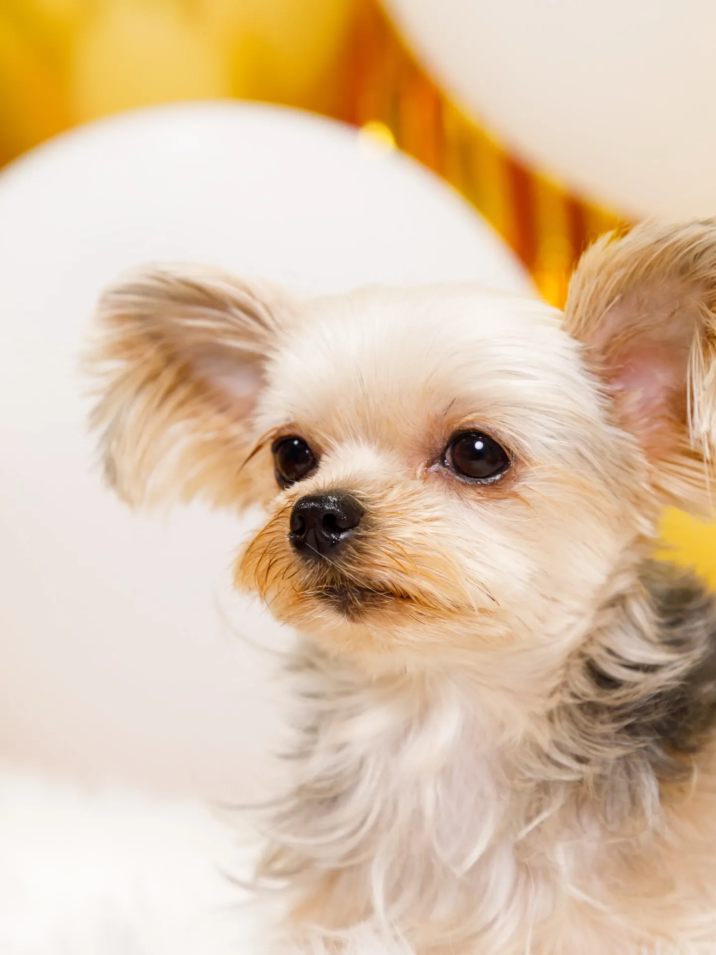 【Birthday Photobofth🌸-ピンク-】