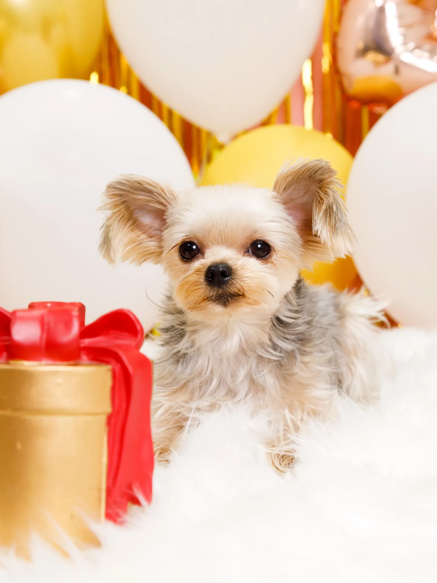 【Birthday Photobofth🌸-ピンク-】