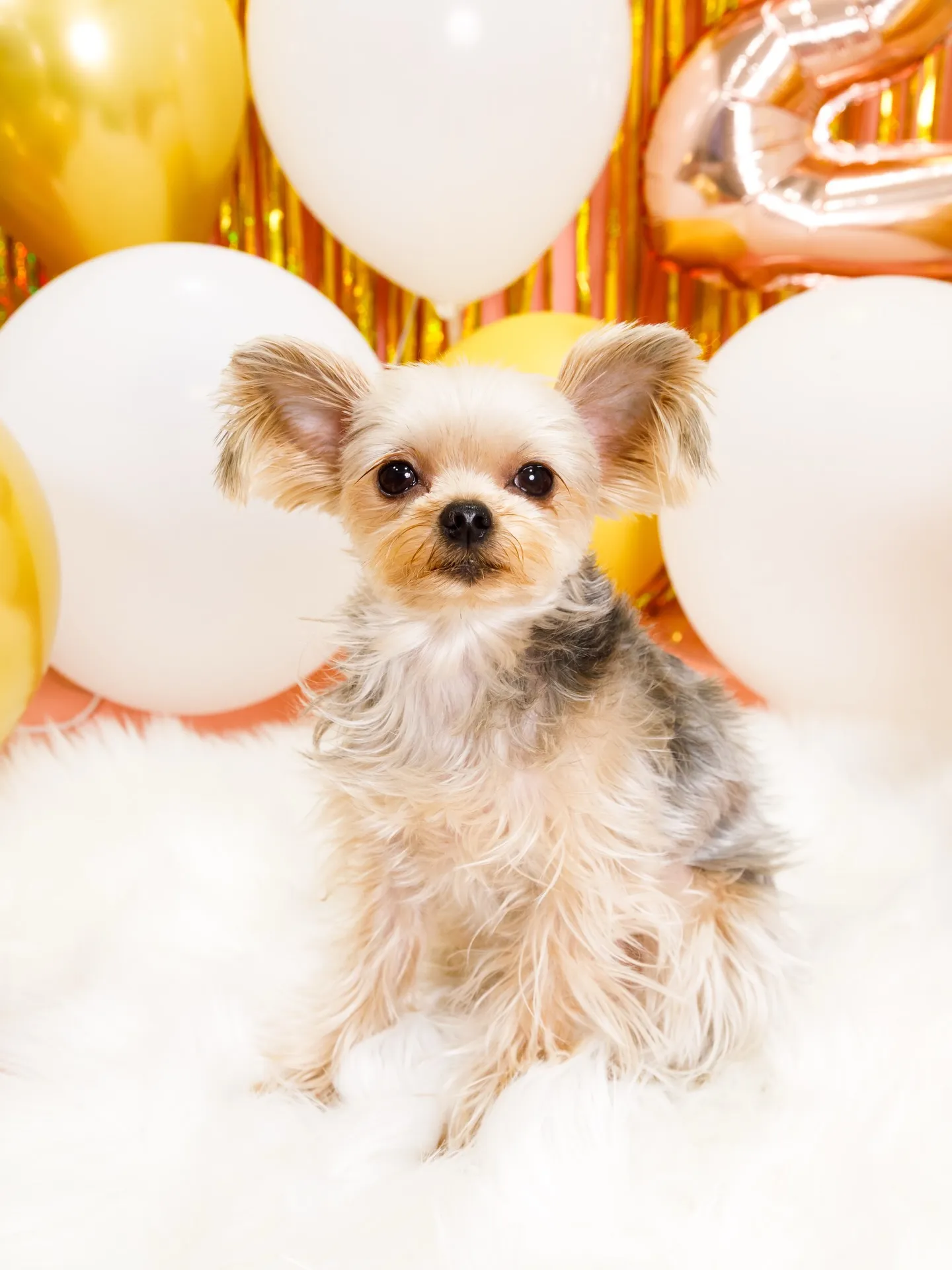 【Birthday Photobofth🌸-ピンク-】