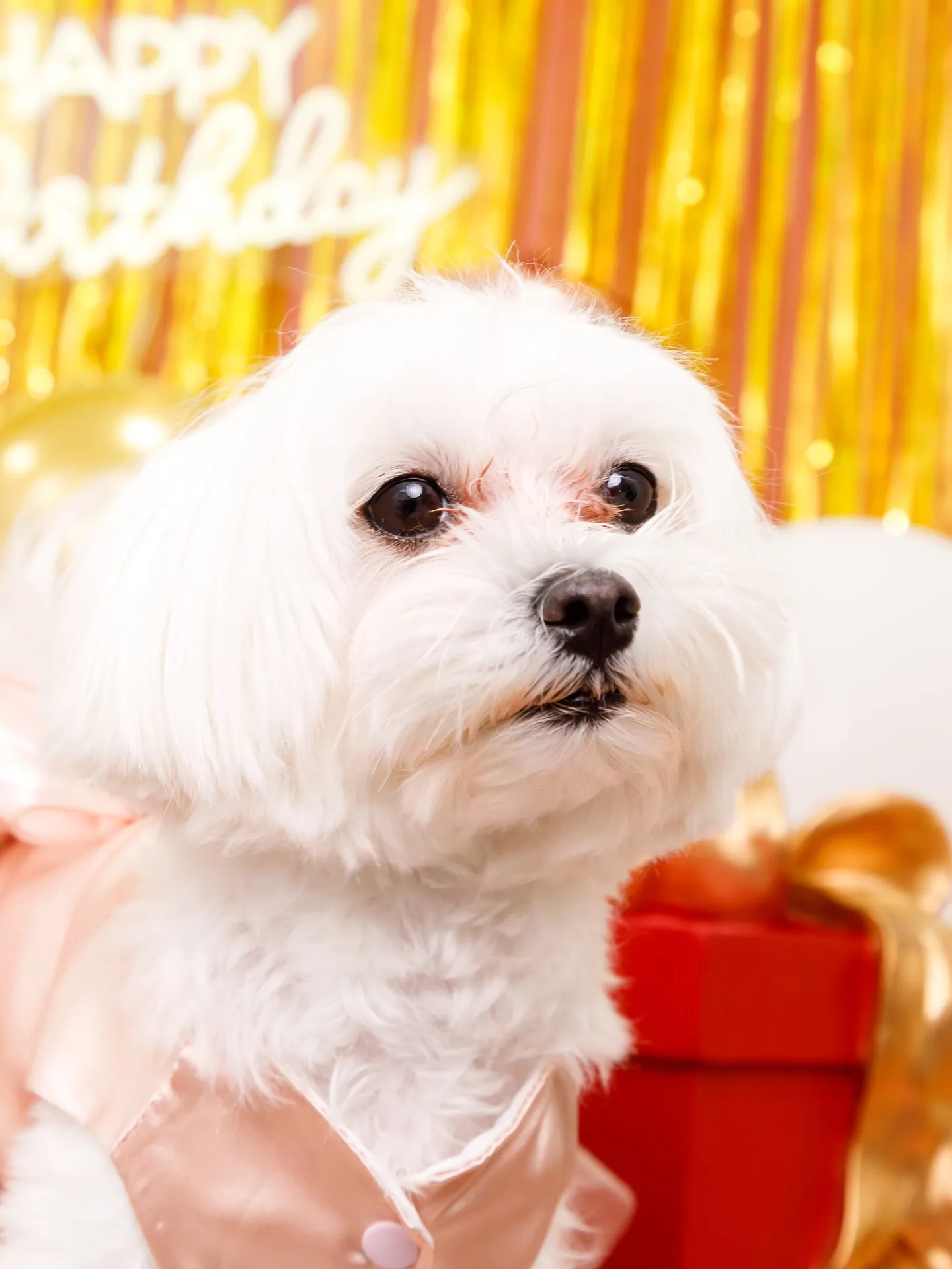 【Birthday Photobofth🌸-ピンク-】