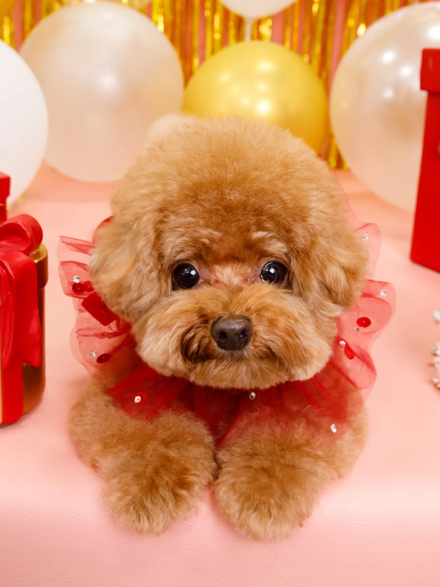 【Birthday Photobofth🌸-ピンク-】