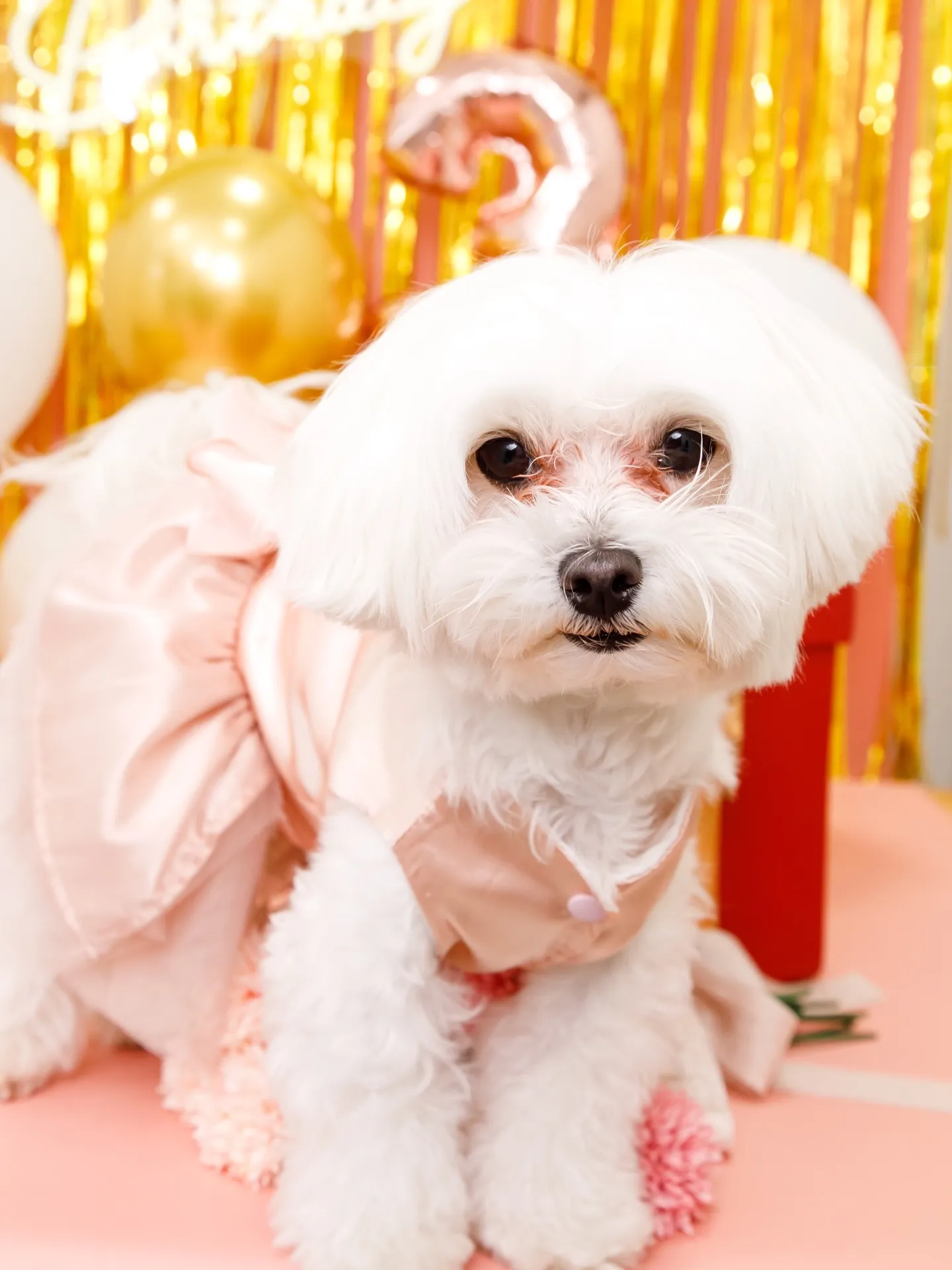 【Birthday Photobofth🌸-ピンク-】