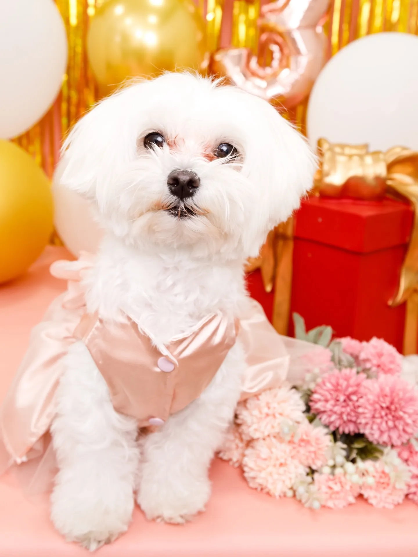 【Birthday Photobofth🌸-ピンク-】