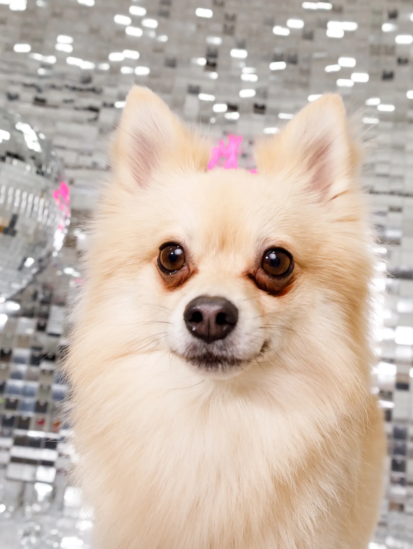 【Birthday Booth -SILVER DISCO🪩...