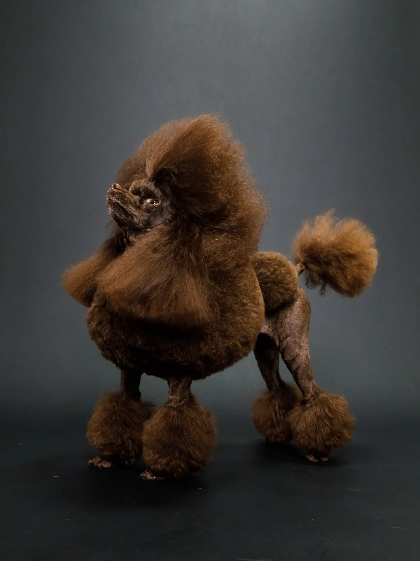 【BLACK Backdrop photoshoot】