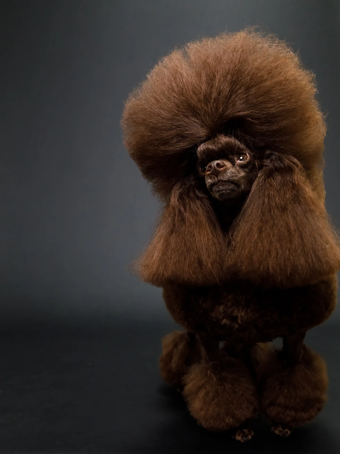 【BLACK Backdrop photoshoot】